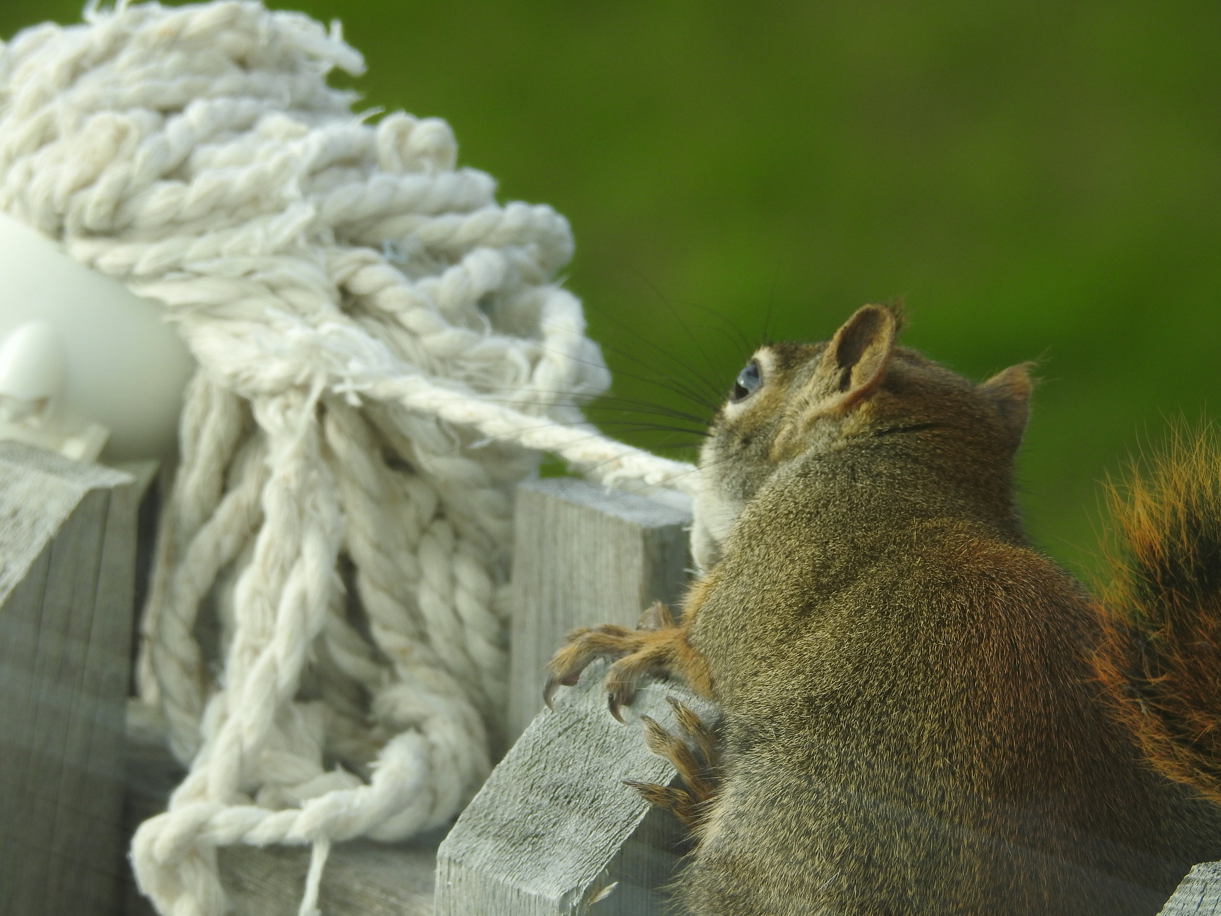 Squirrel making a nest out of materials from our mop