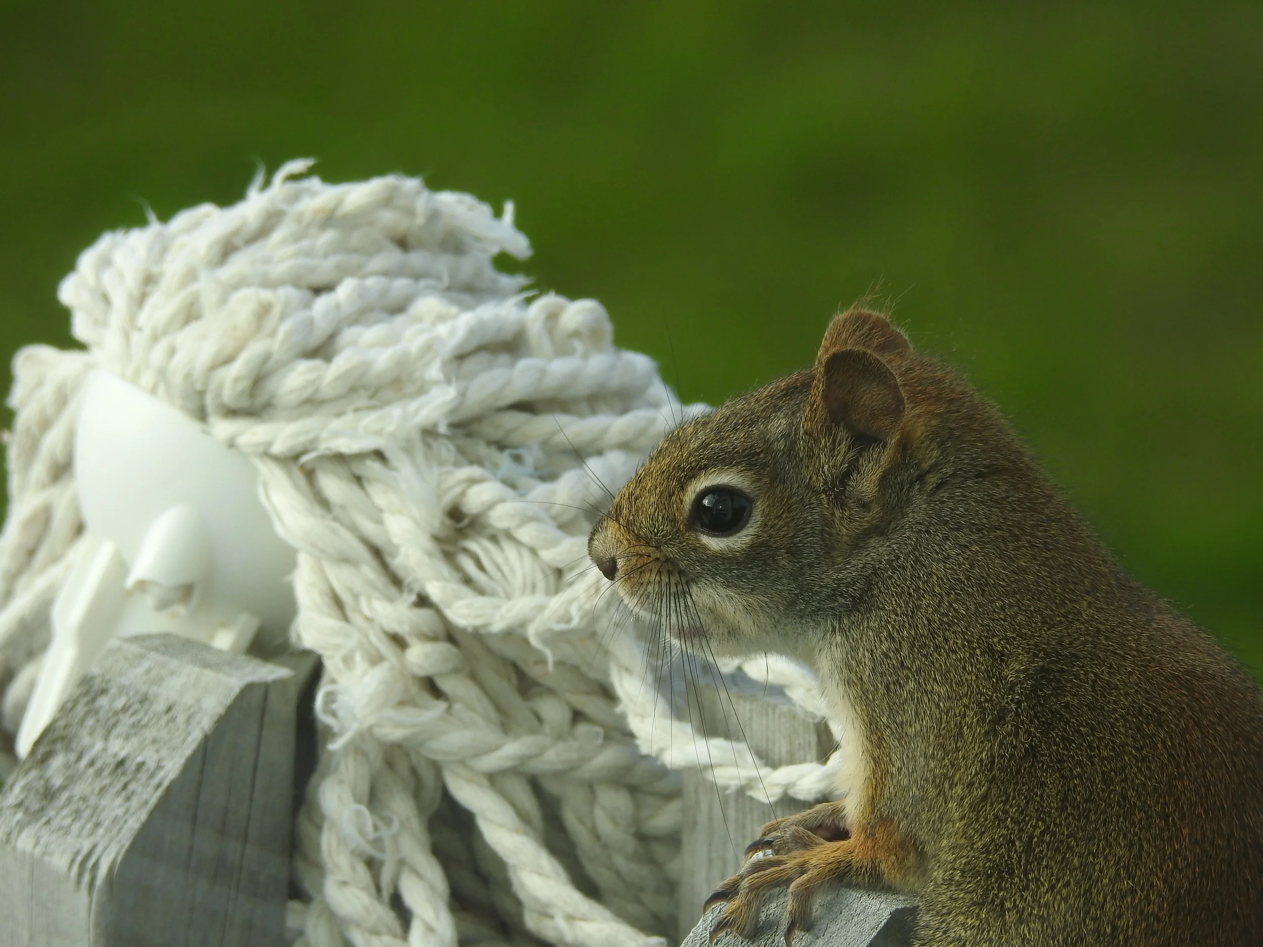 Squirrel making a nest out of materials from our mop