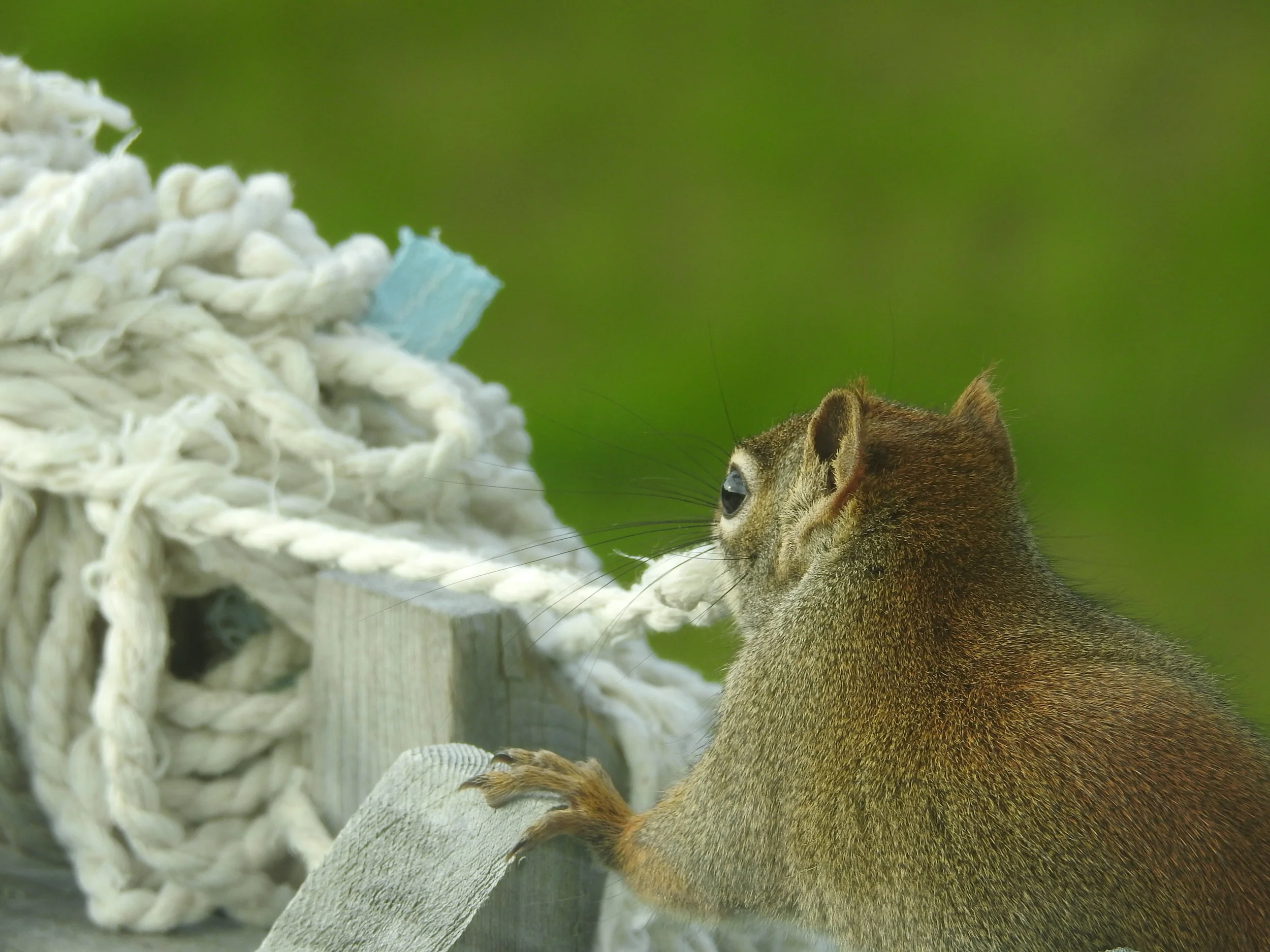 Squirrel making a nest out of materials from our mop
