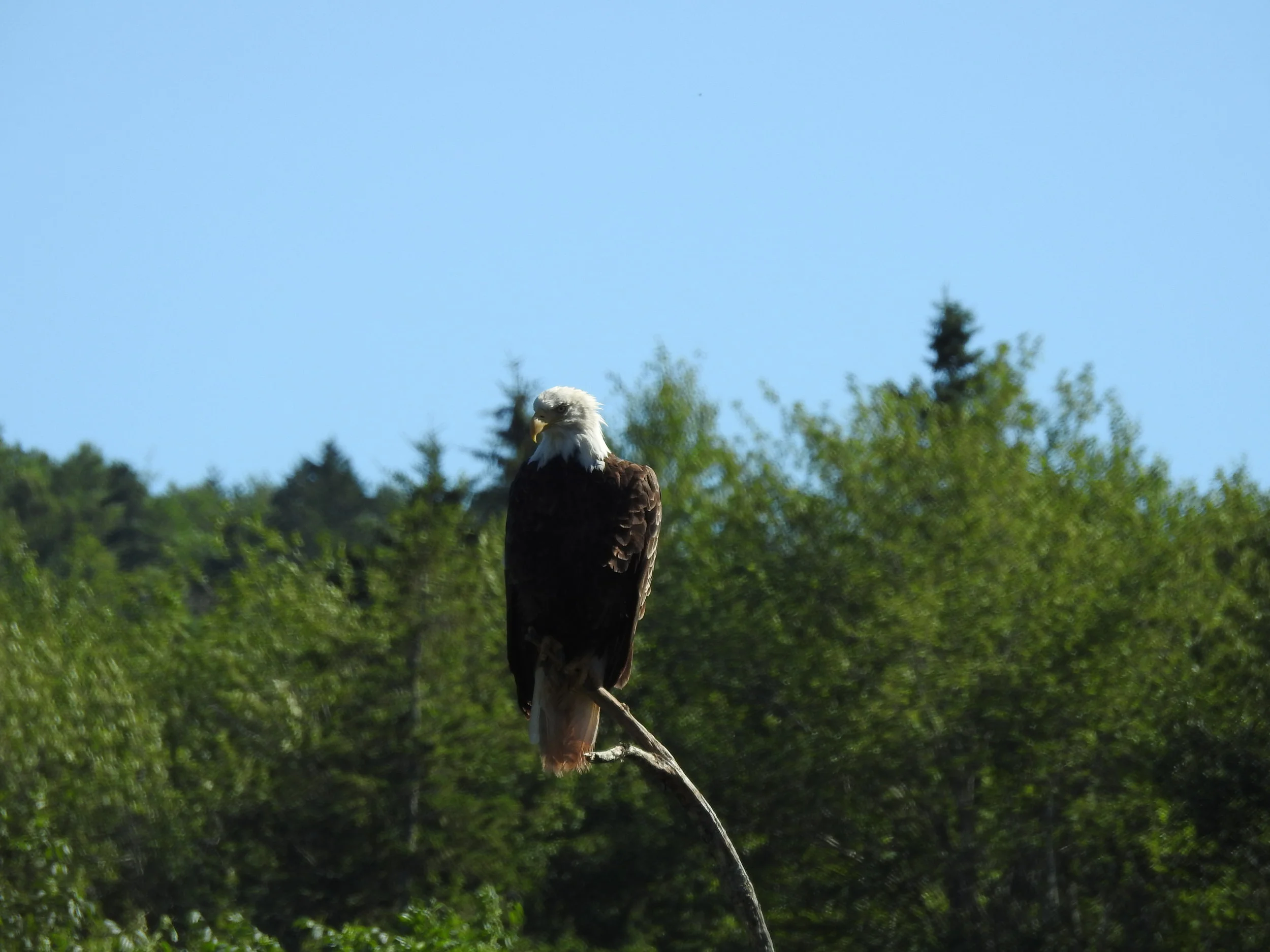 Glendyer Trail