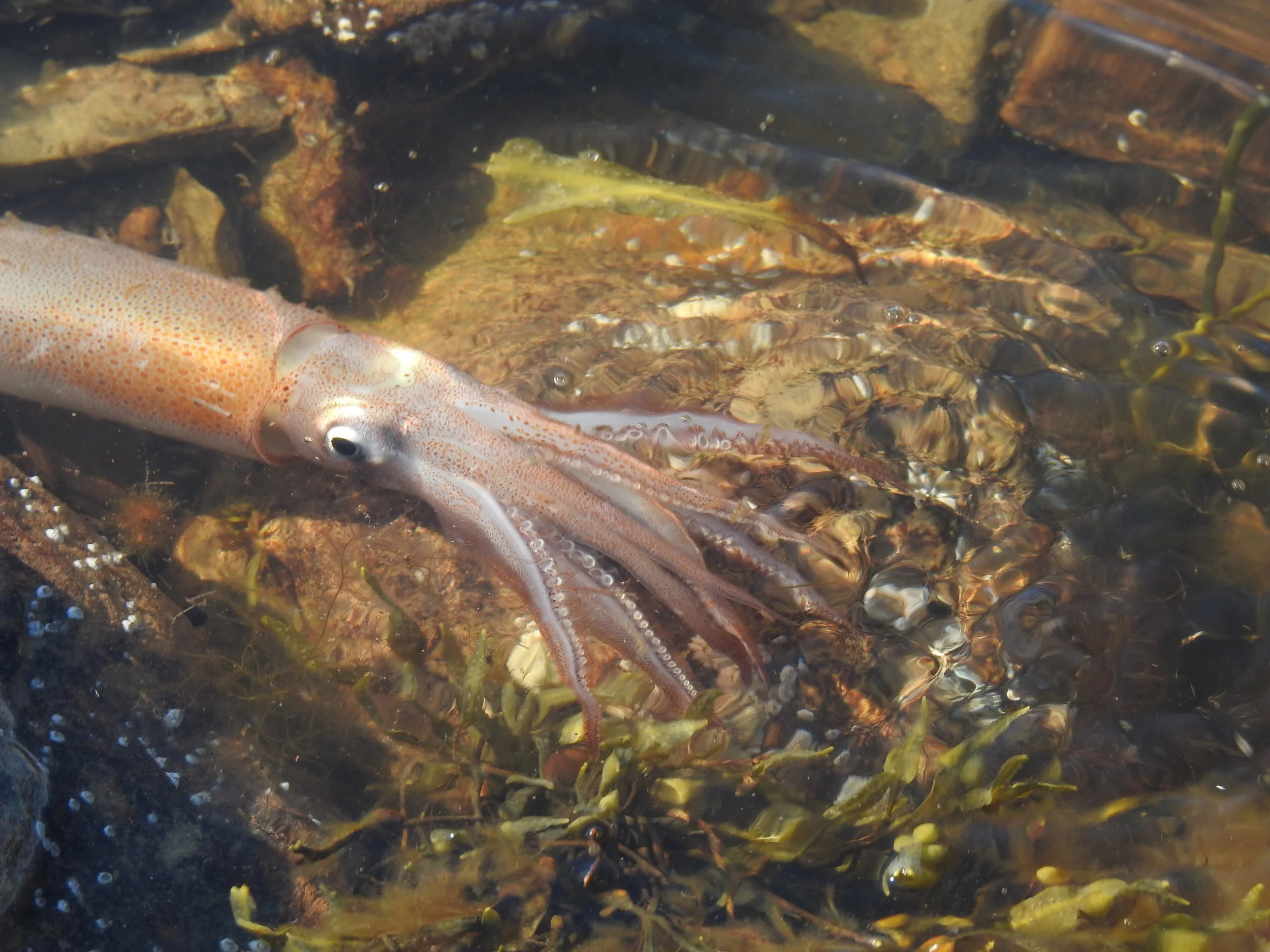 Squid at Fossil Point