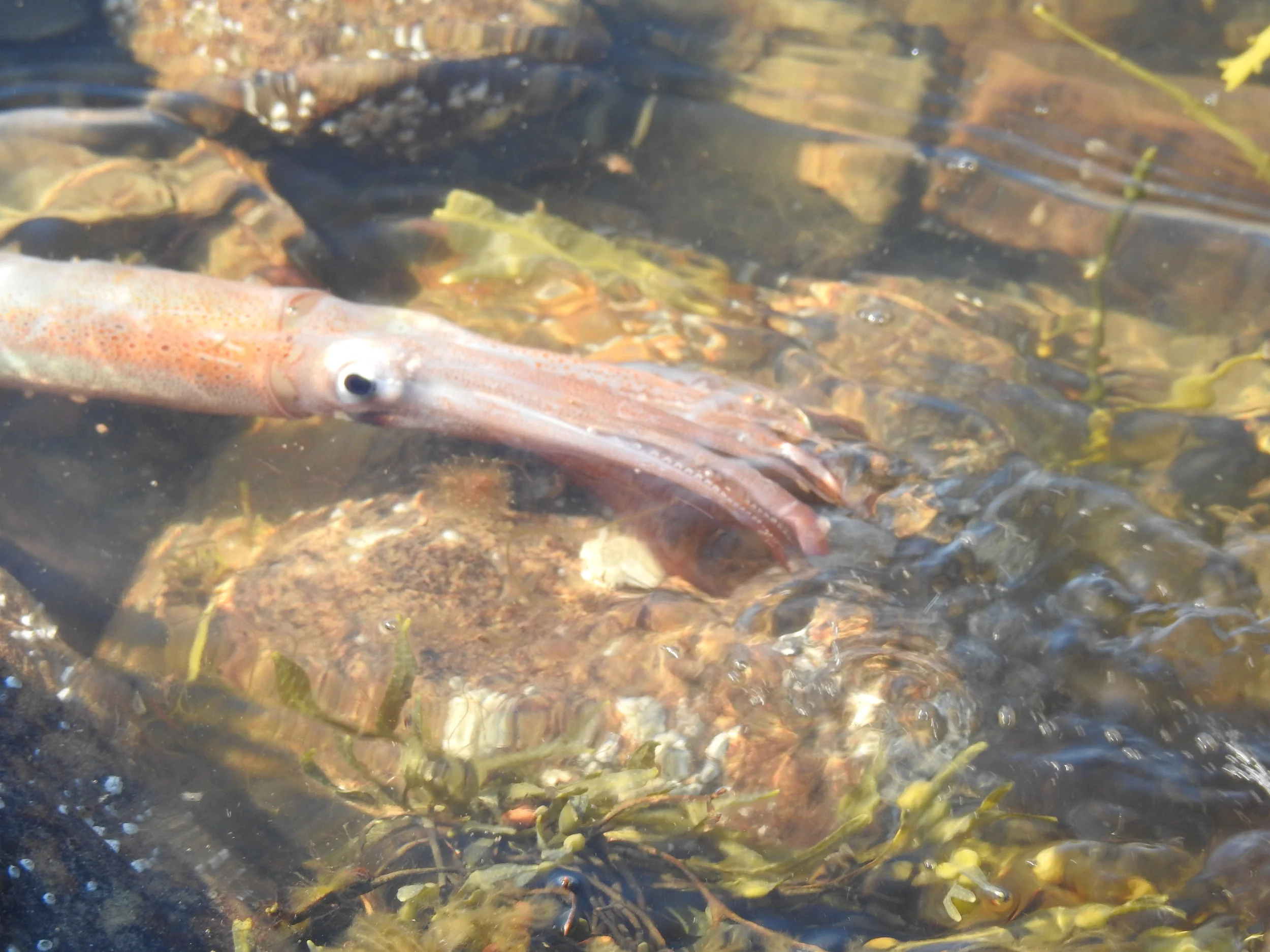 Squid at Fossil Point