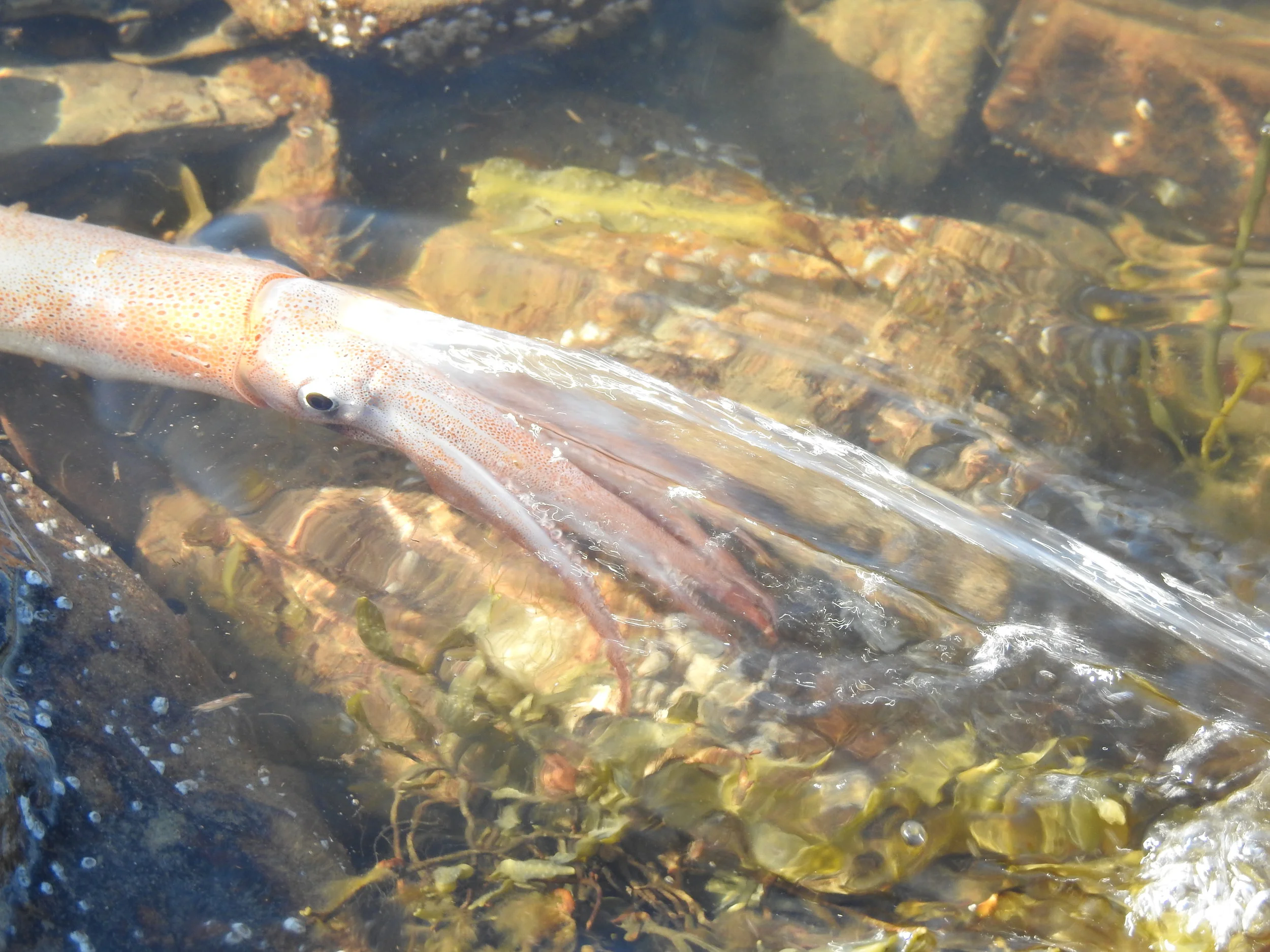 Squid at Fossil Point