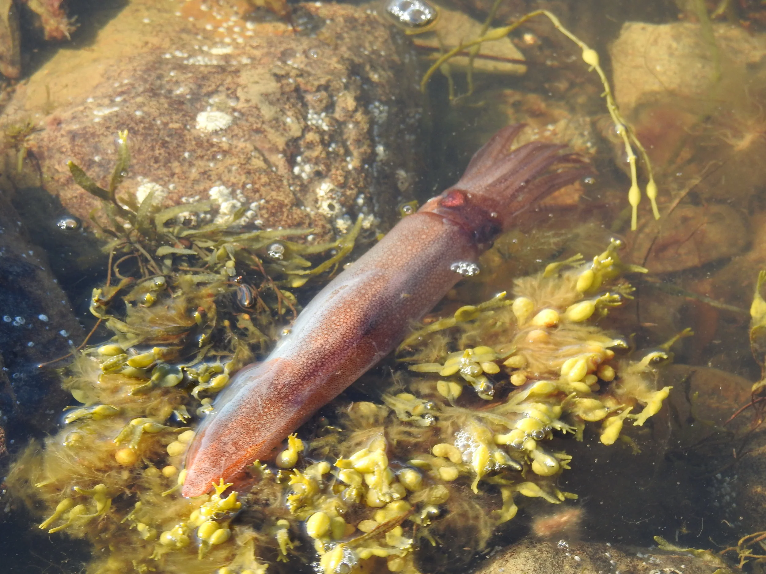 Squid at Fossil Point