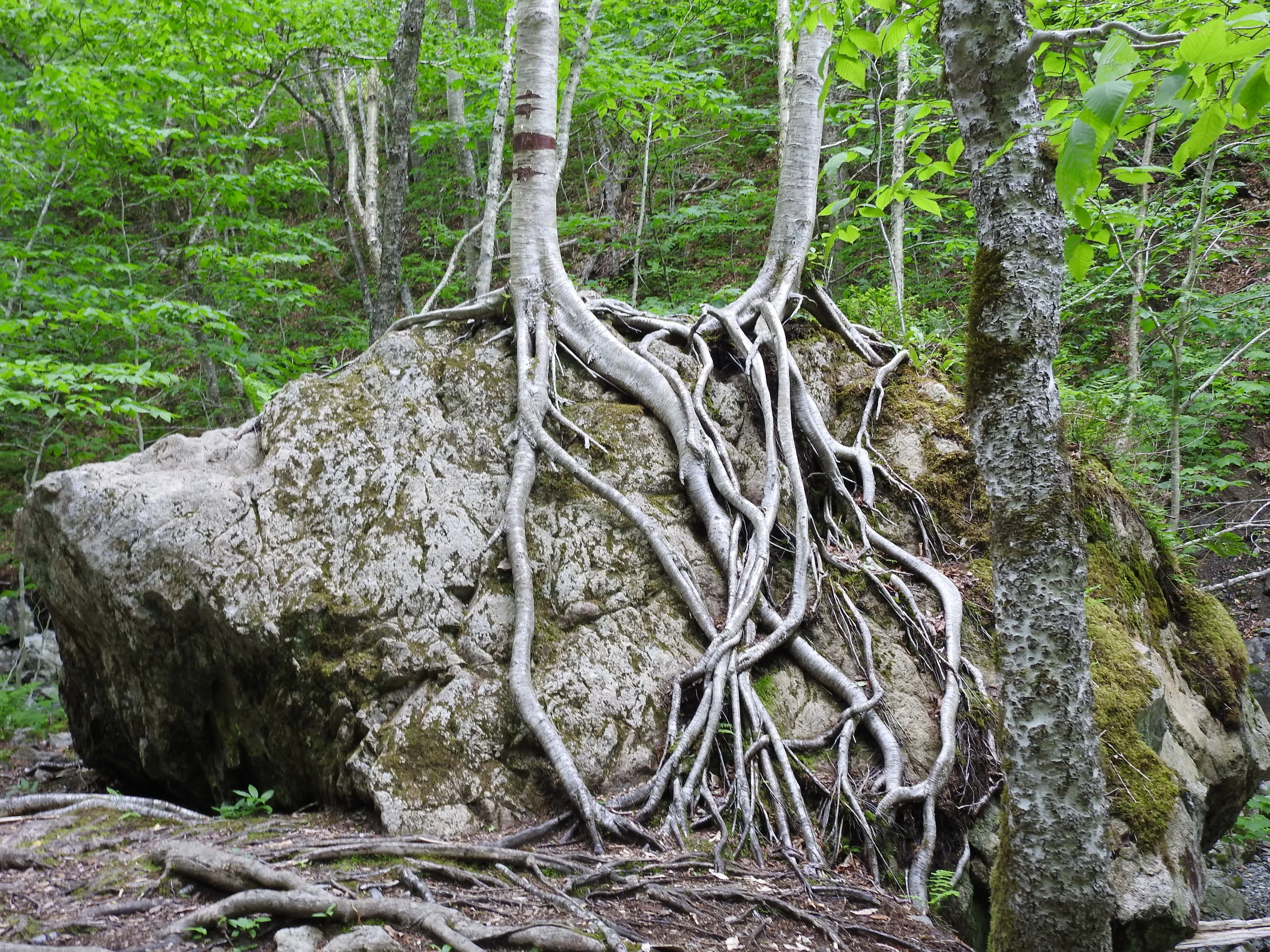 Uisge Ban Falls Trail and Park