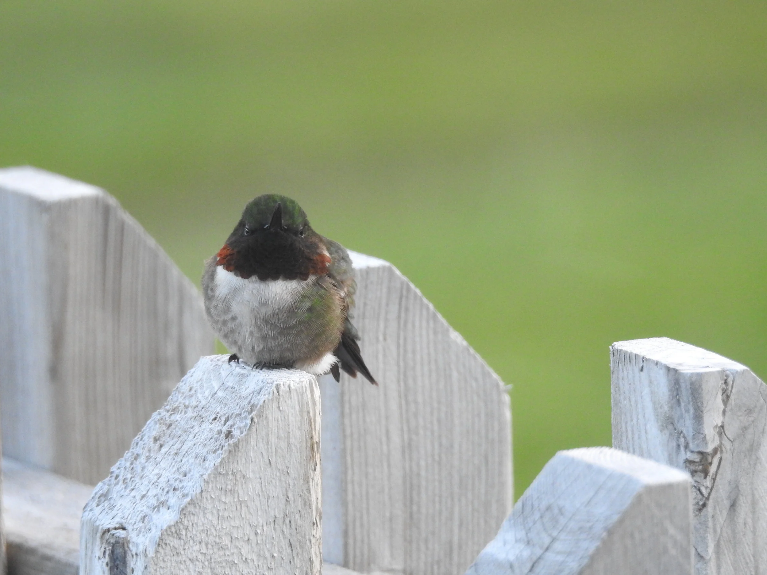 CB June 1 2018 Phil Nikon 021.JPG