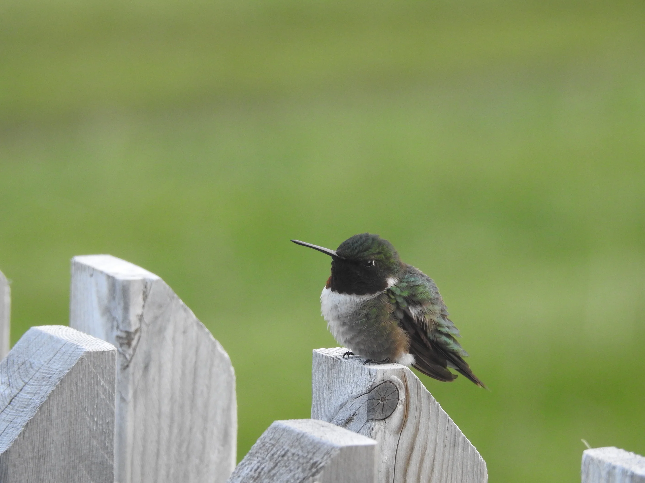 CB June 1 2018 Phil Nikon 031.JPG