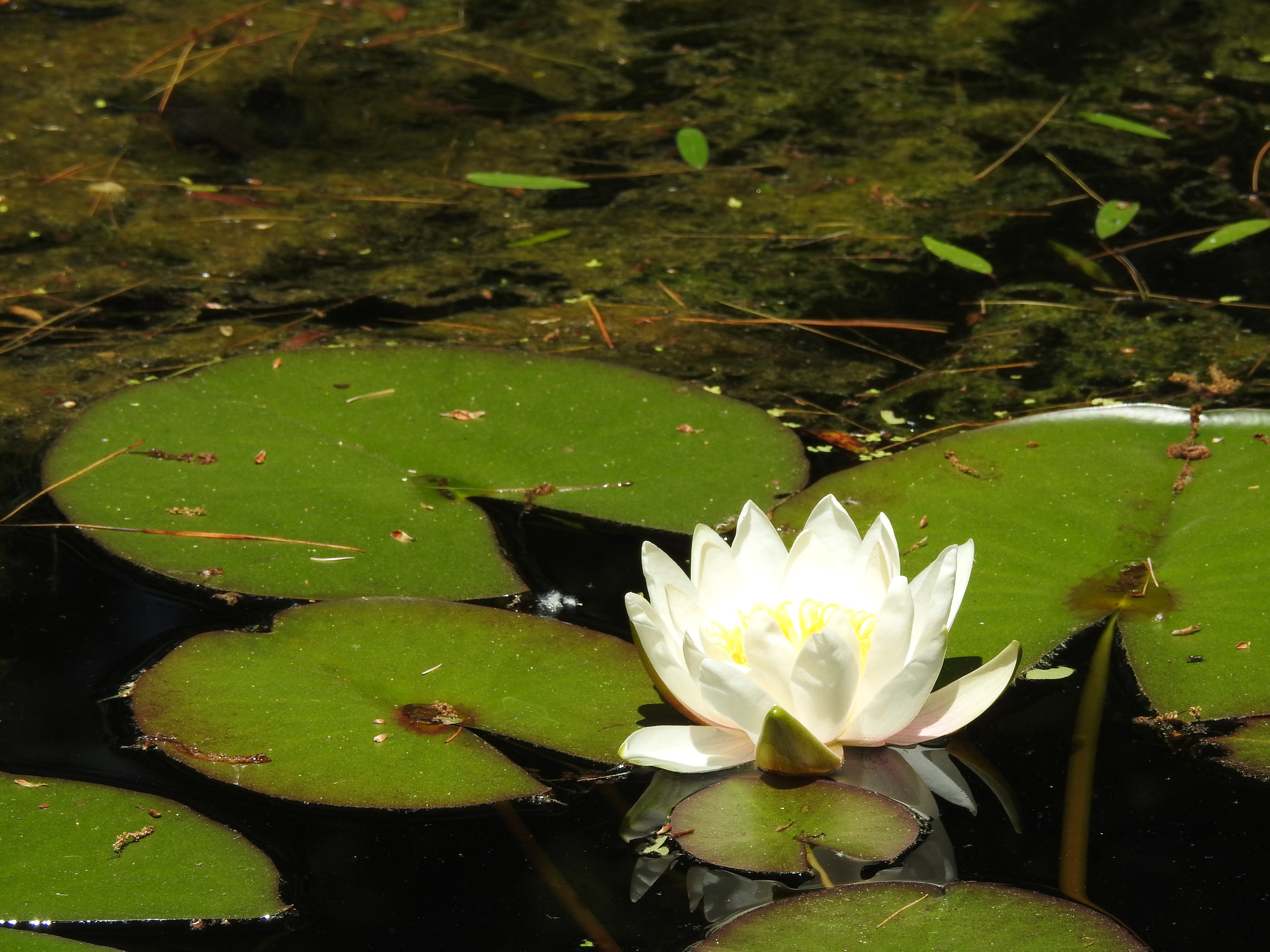 Historic Gardens - Annapolis Royal