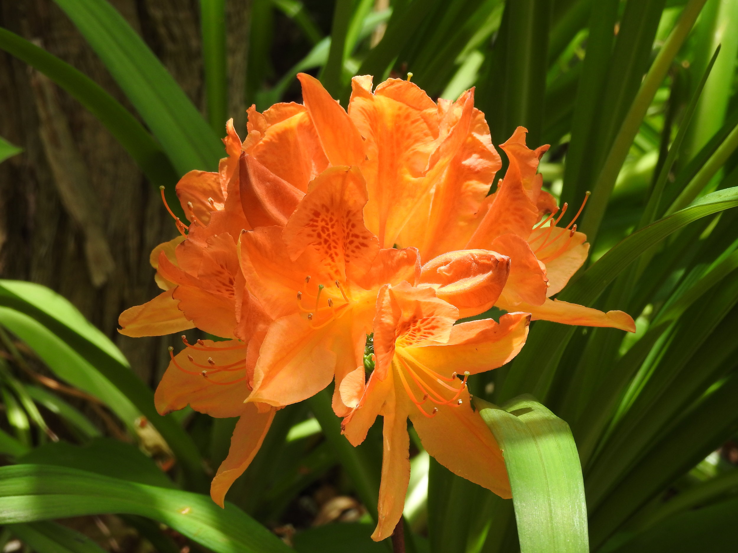 Historic Gardens - Annapolis Royal