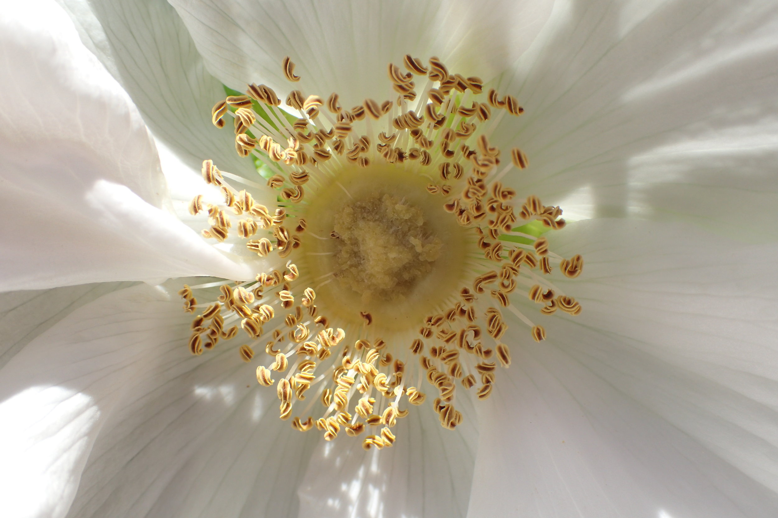 Historic Gardens - Annapolis Royal