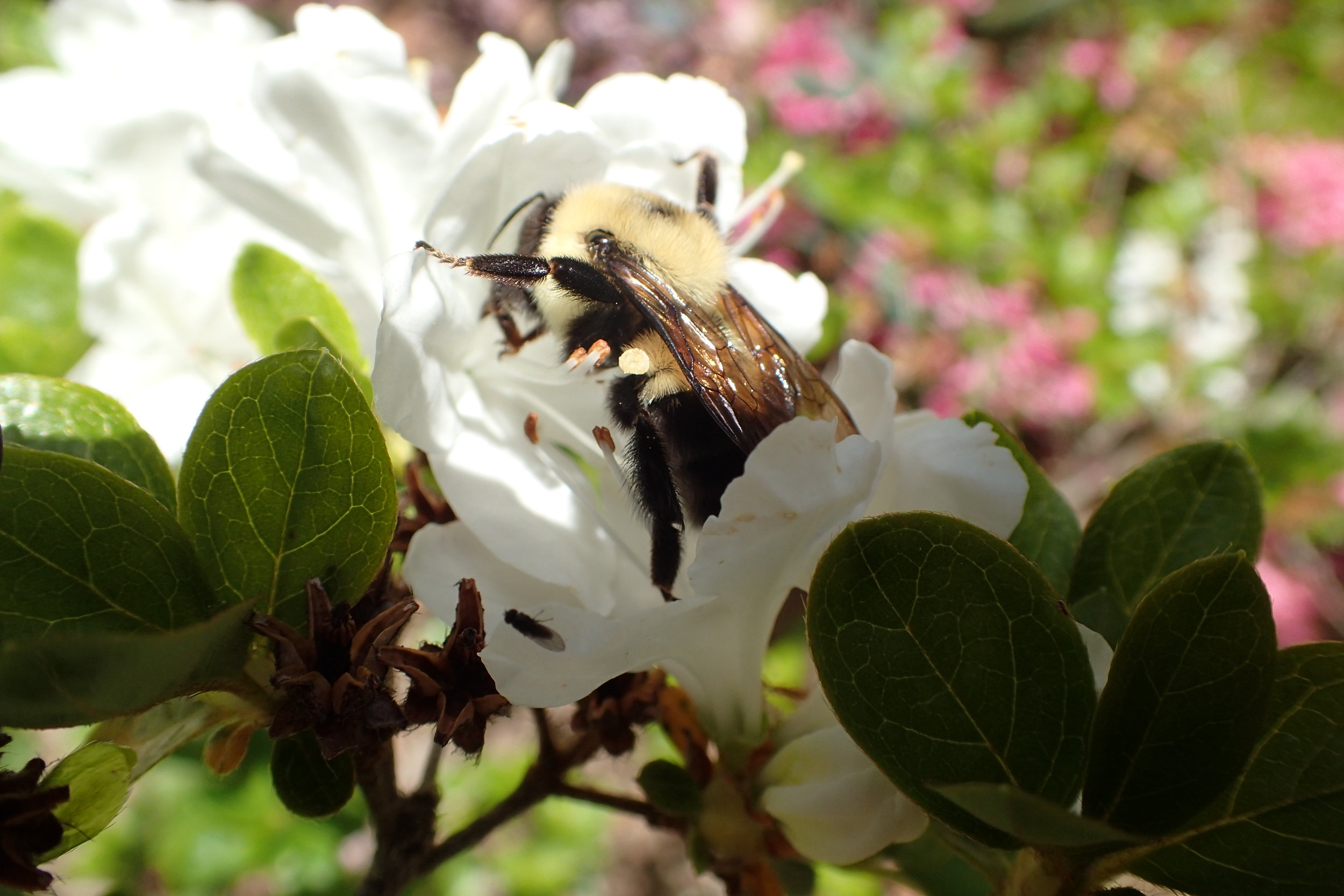 Historic Gardens - Annapolis Royal