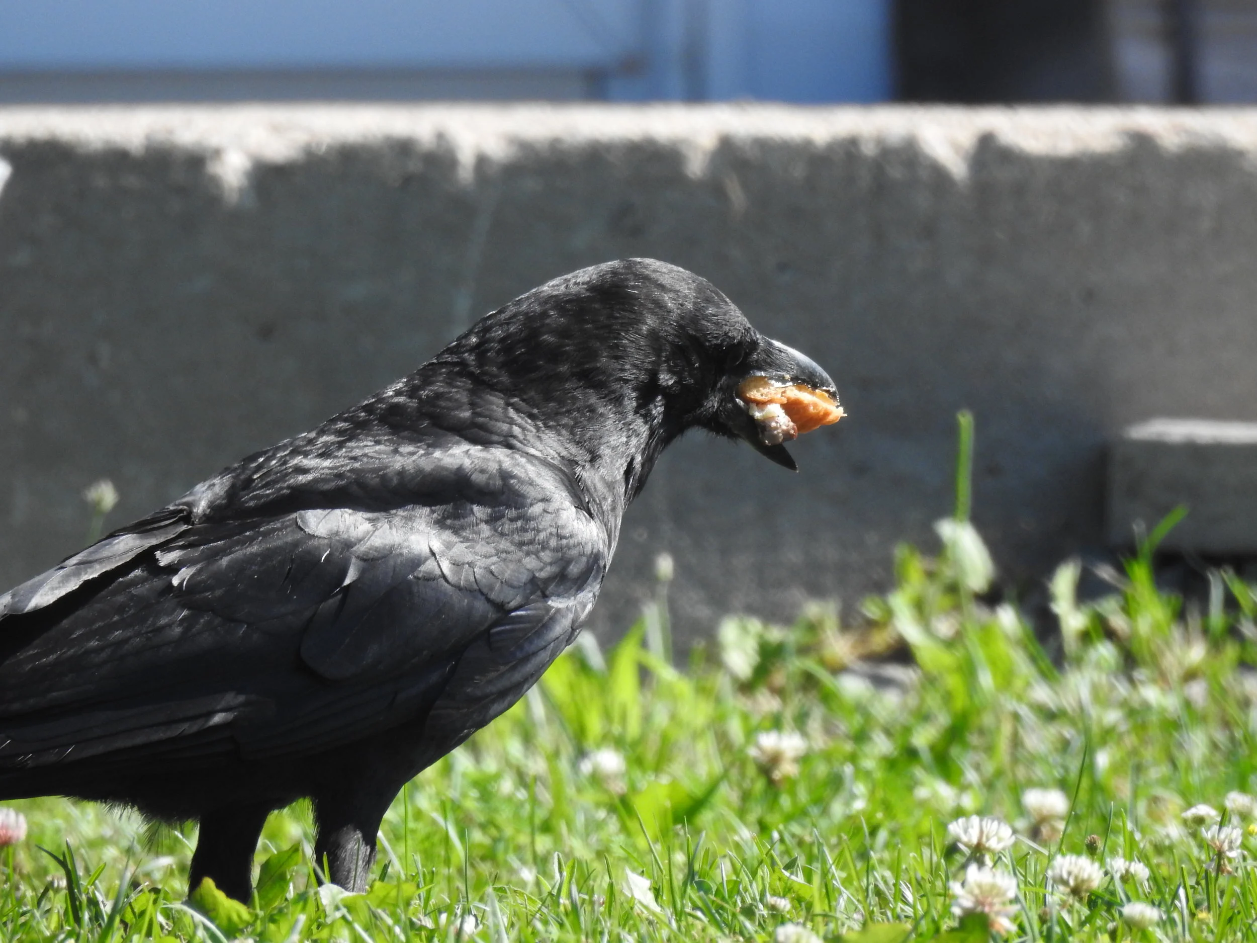 P900 CB Phil Jul 16 003 - Copy.JPG