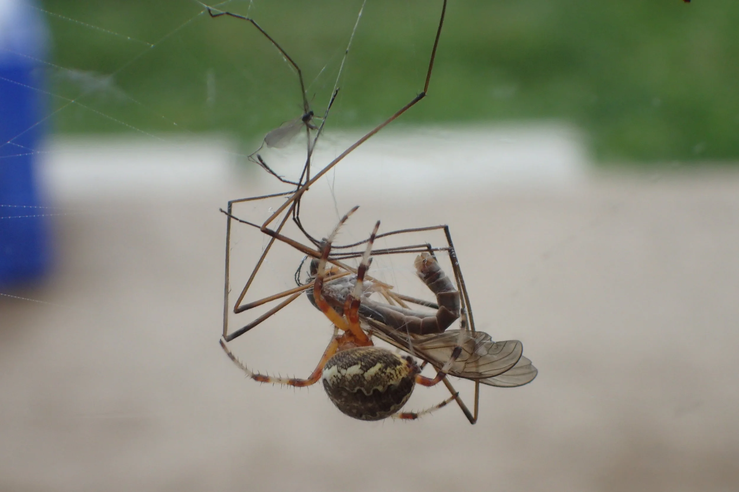 Sept 25-29 Phil red 016.JPG