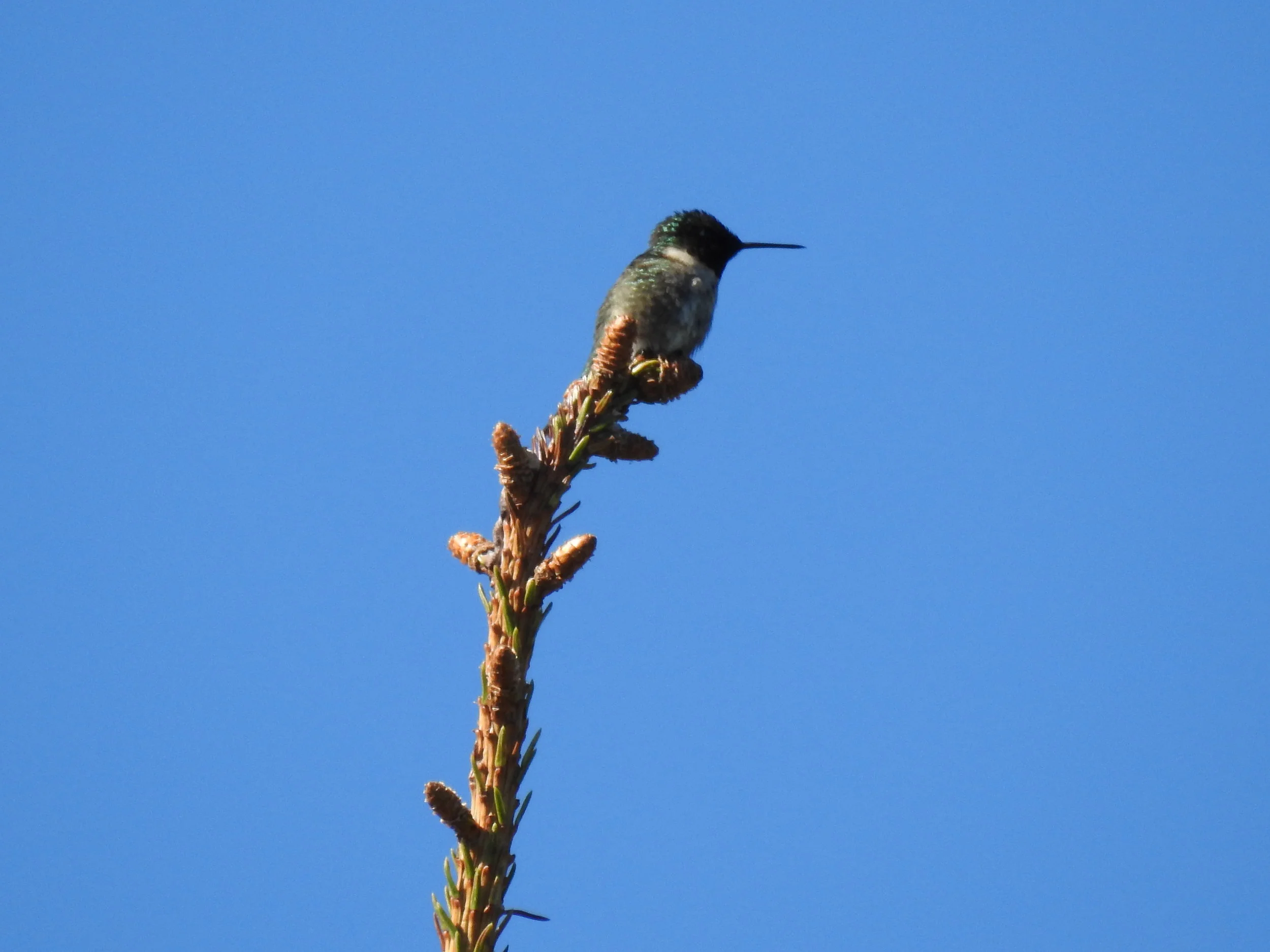 Hummingbirds arrive at Cottage 2019