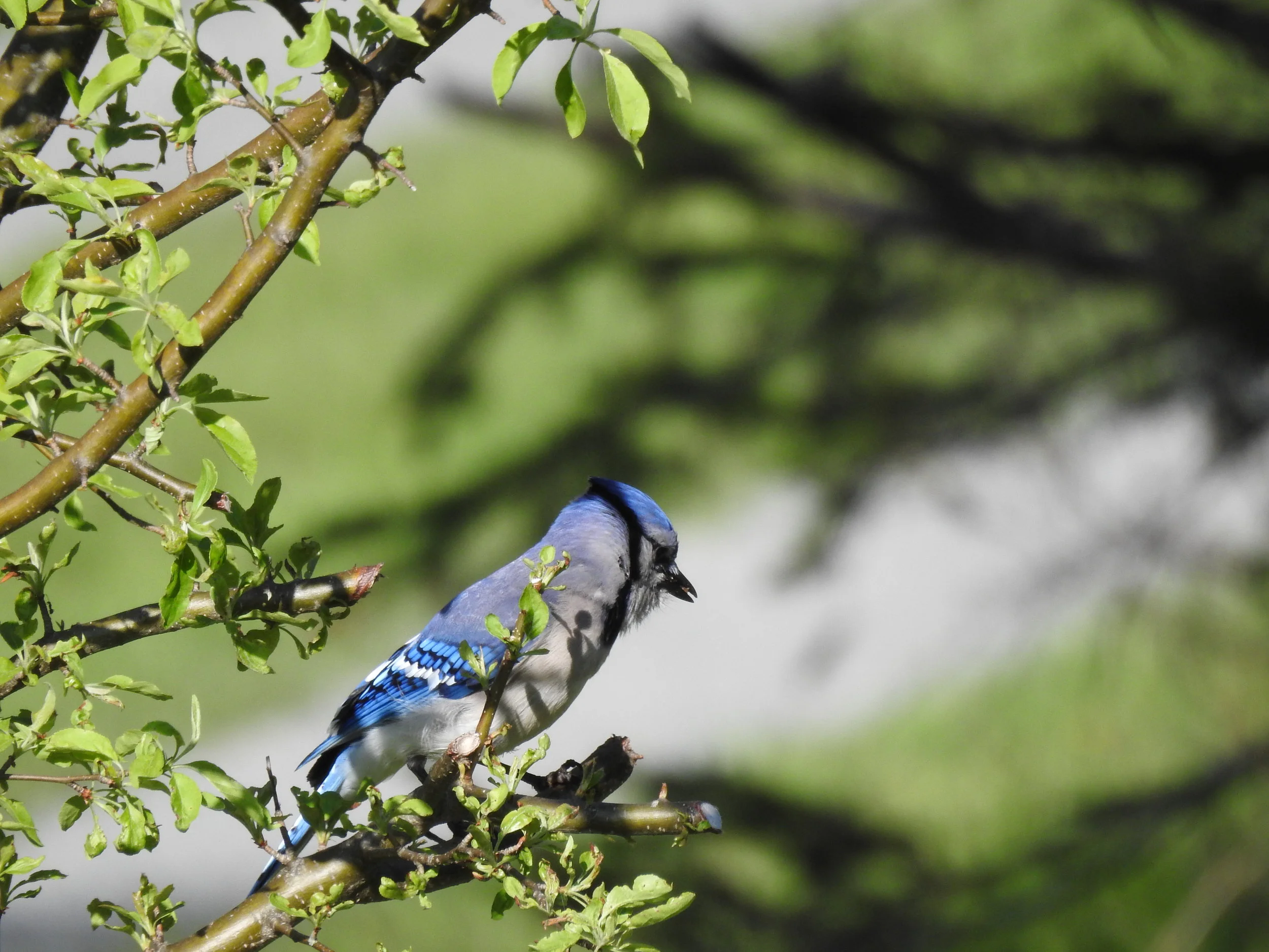 Bluejay at Cottage