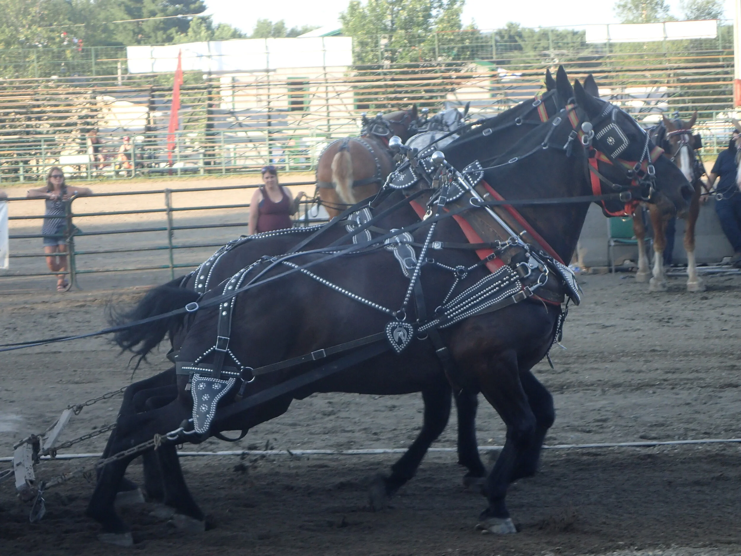 South Shore Exhibition - Phil Wallace Photo posted with his permission