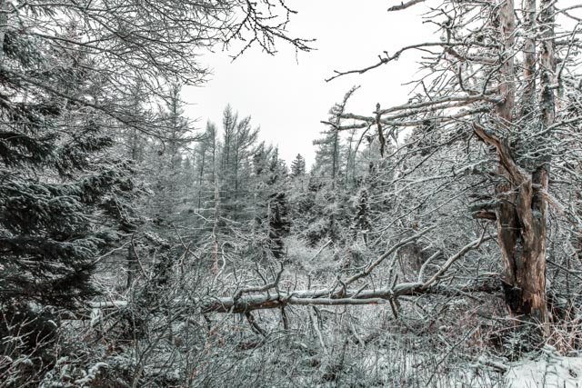 Winter Walk in the Swamp