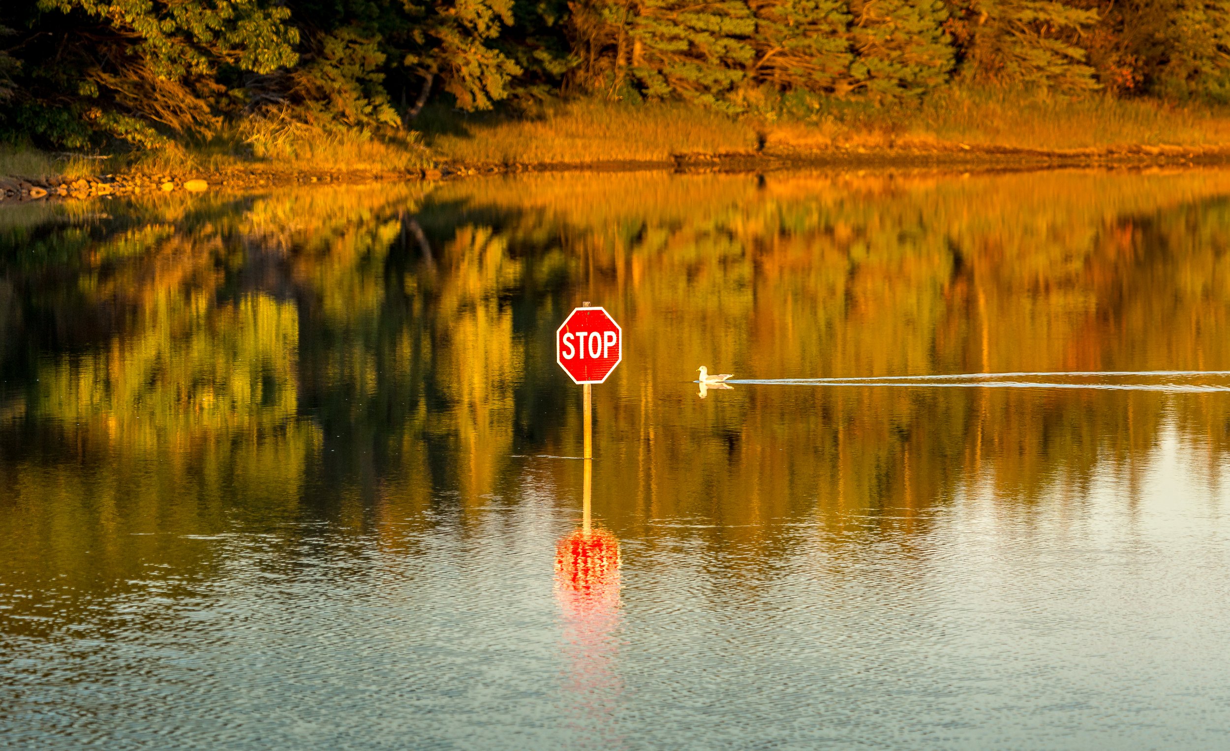 Summer Season Stop Sign - Back Harbour, Little Judique, NS