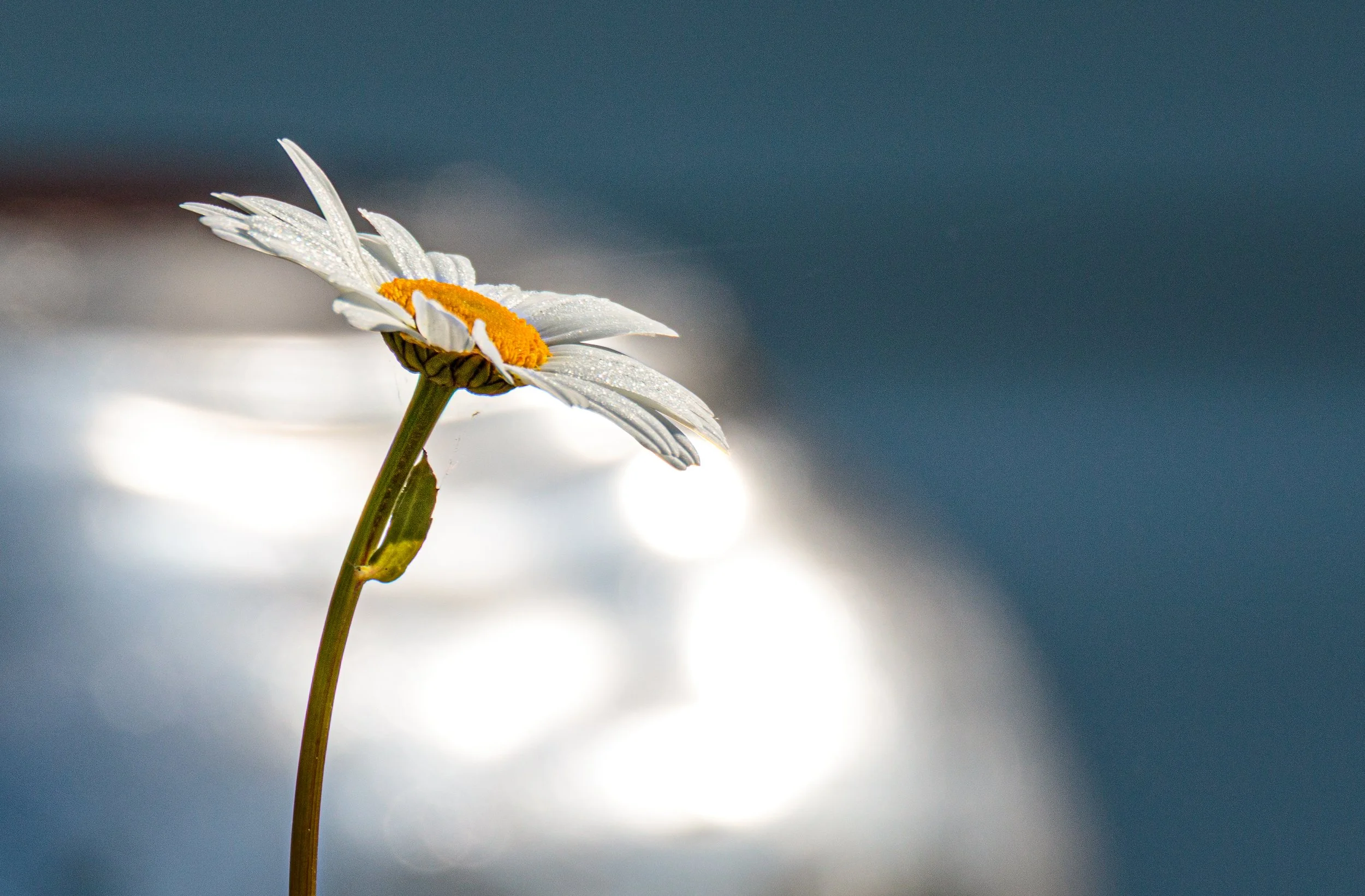 Spring Daisy