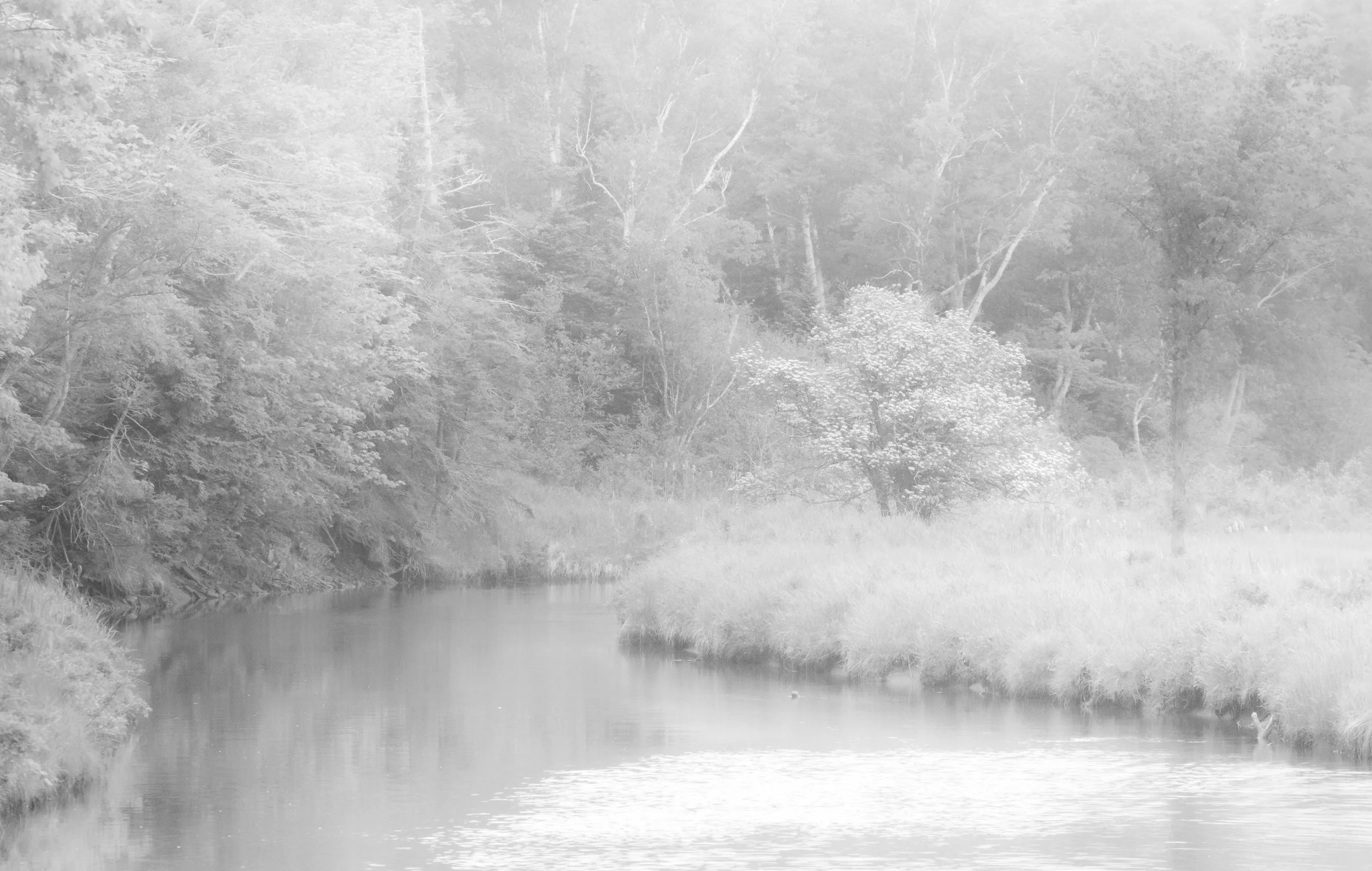 Spring Blossoms- Harbourview