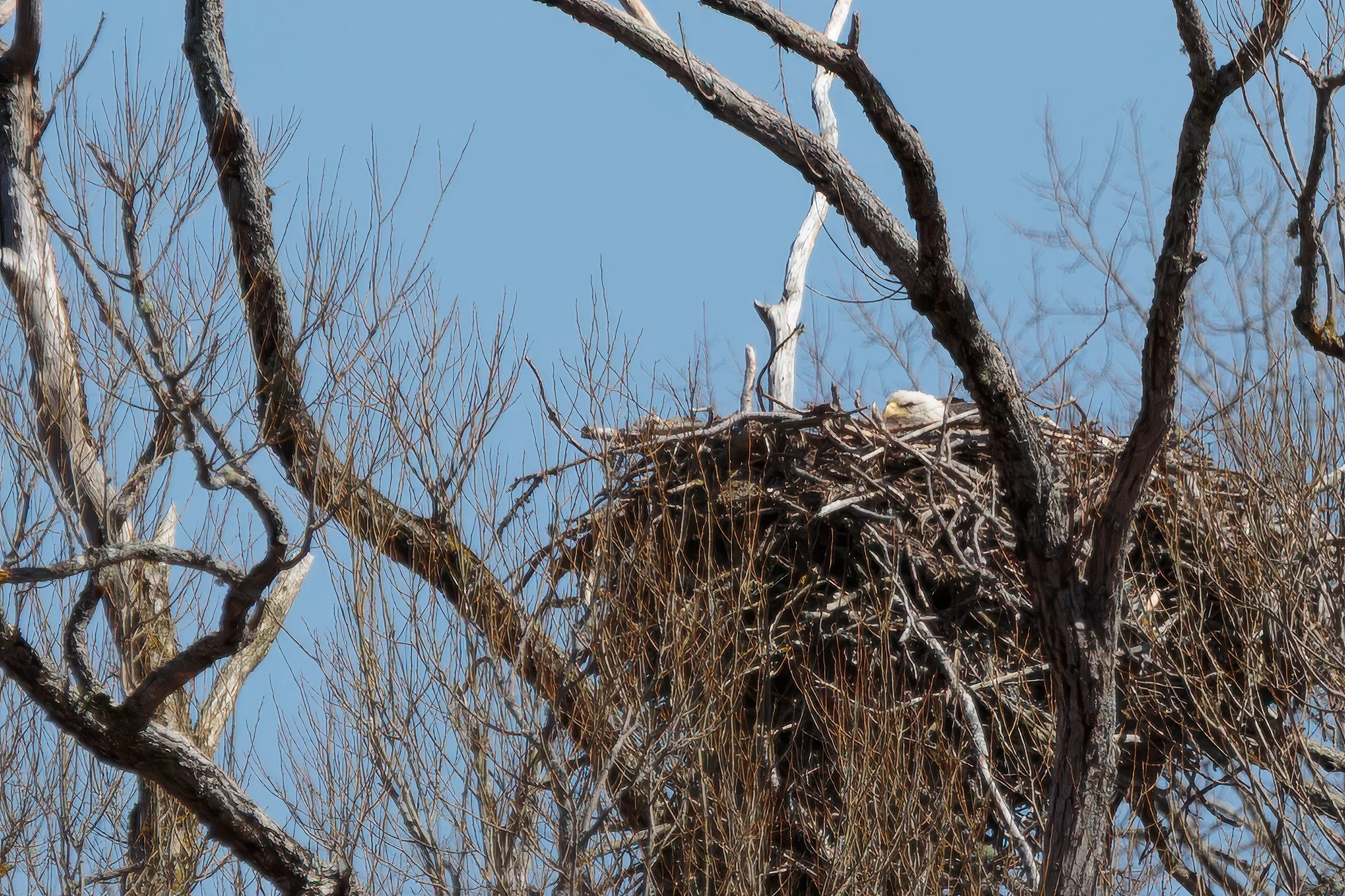 Eagle Nest in Spring