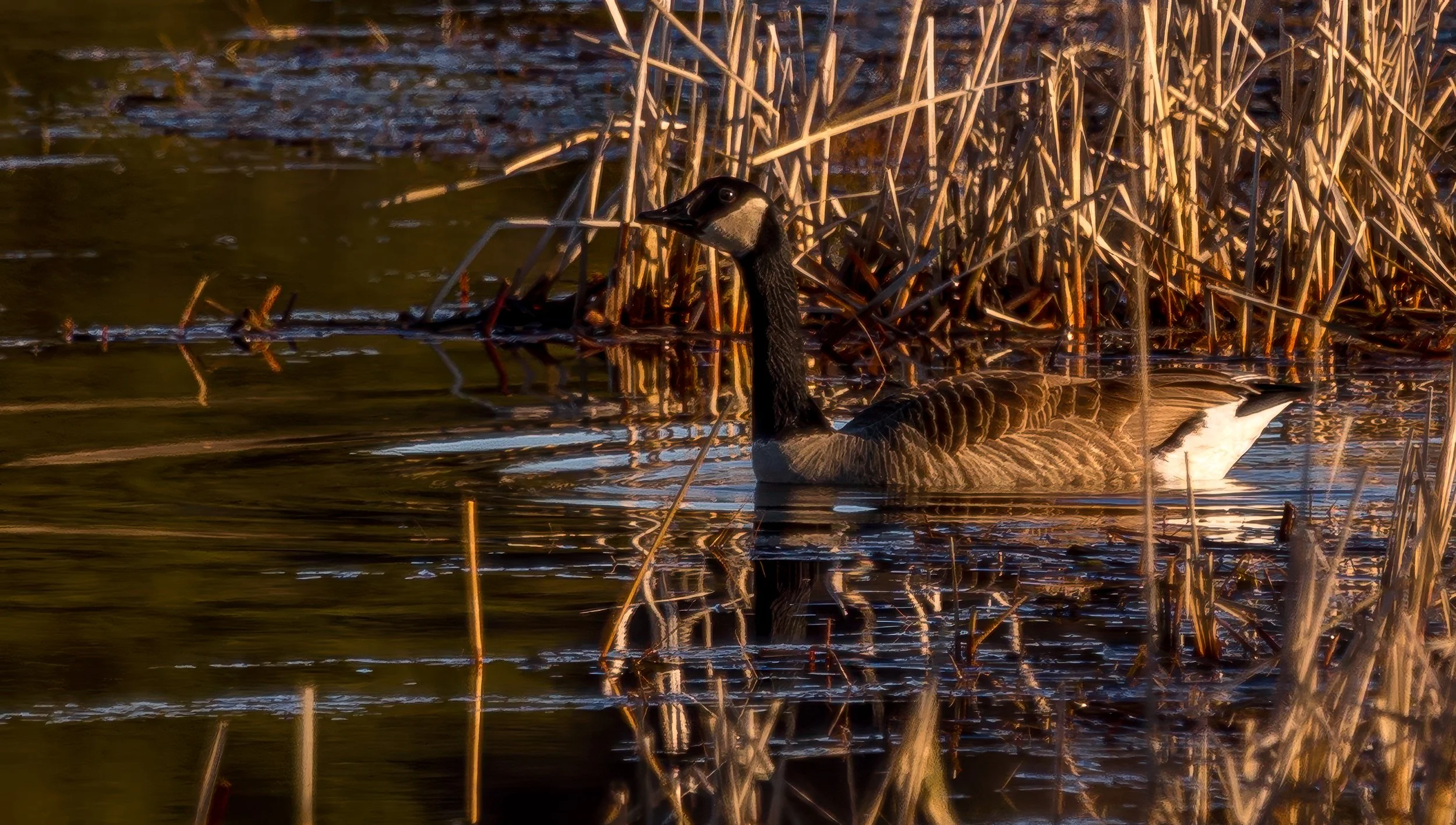 Geese at Breakfast - Little Judique