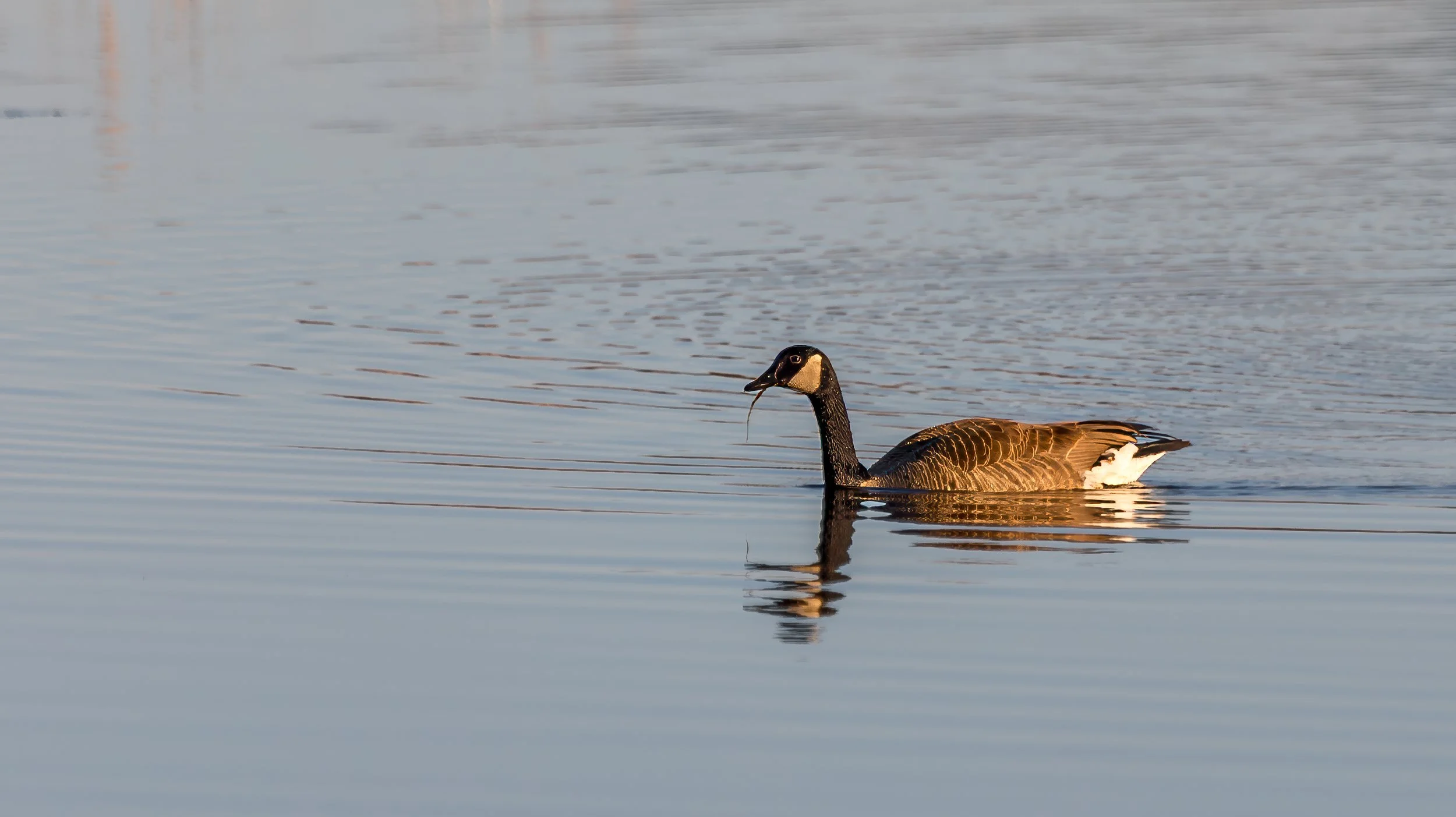 Geese at Breakfast - Little Judique