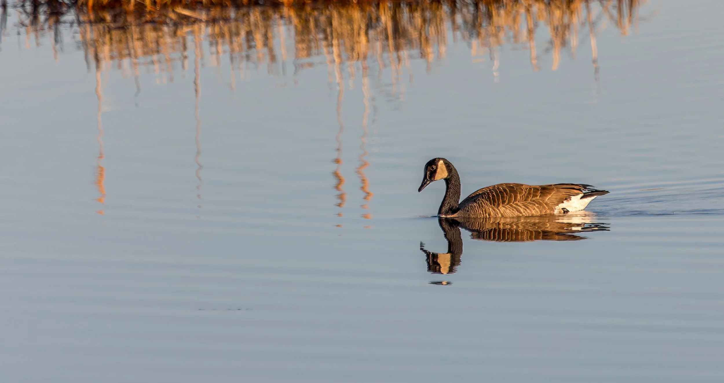 Geese at Breakfast - Little Judique Harbour