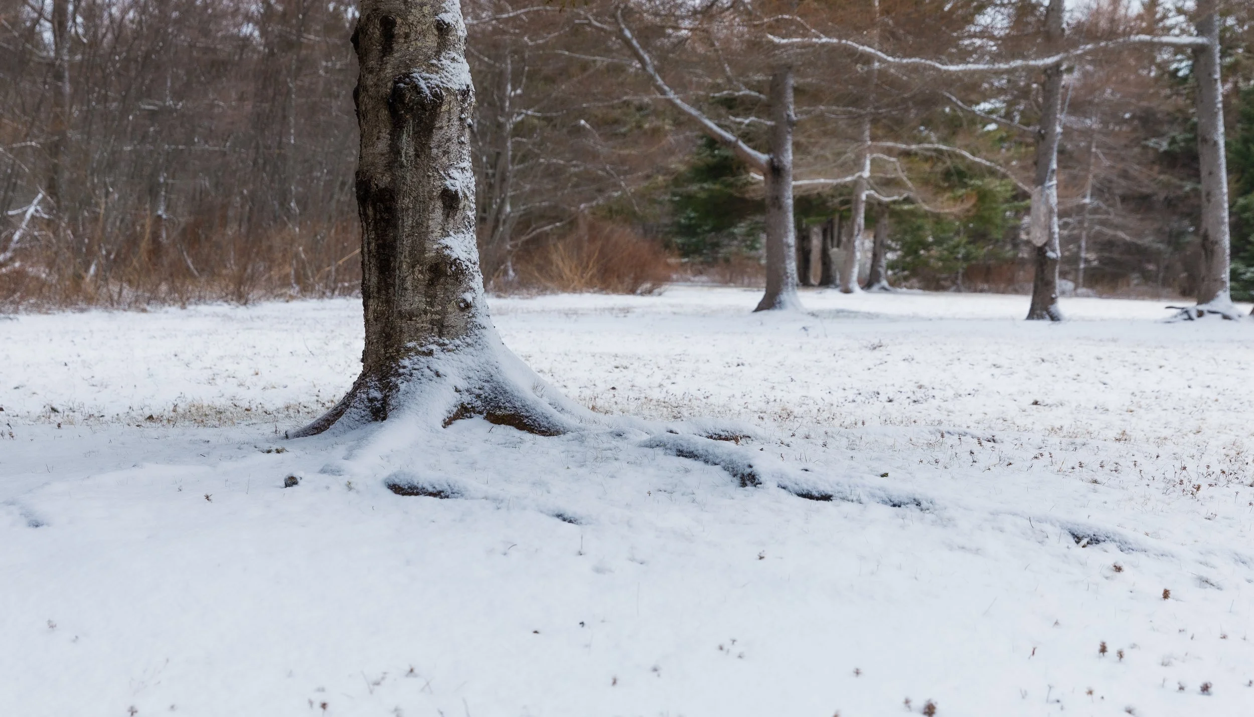 Spring Snow
