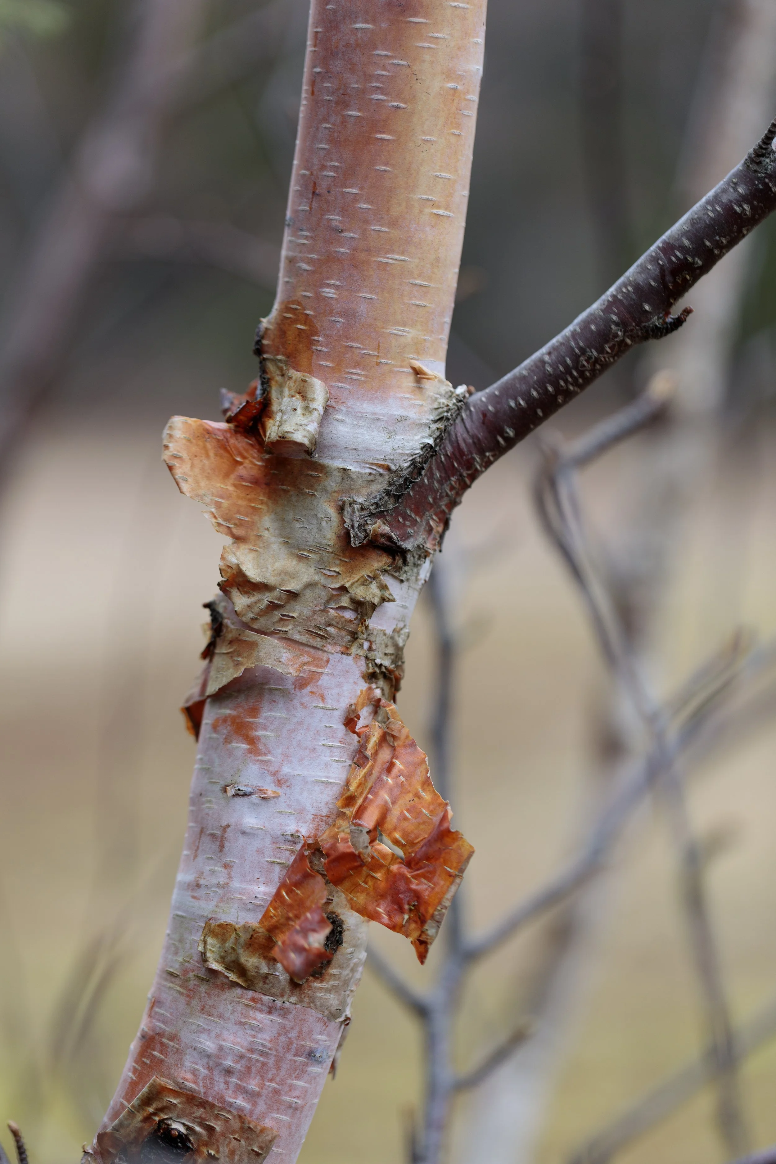 Birch in Spring