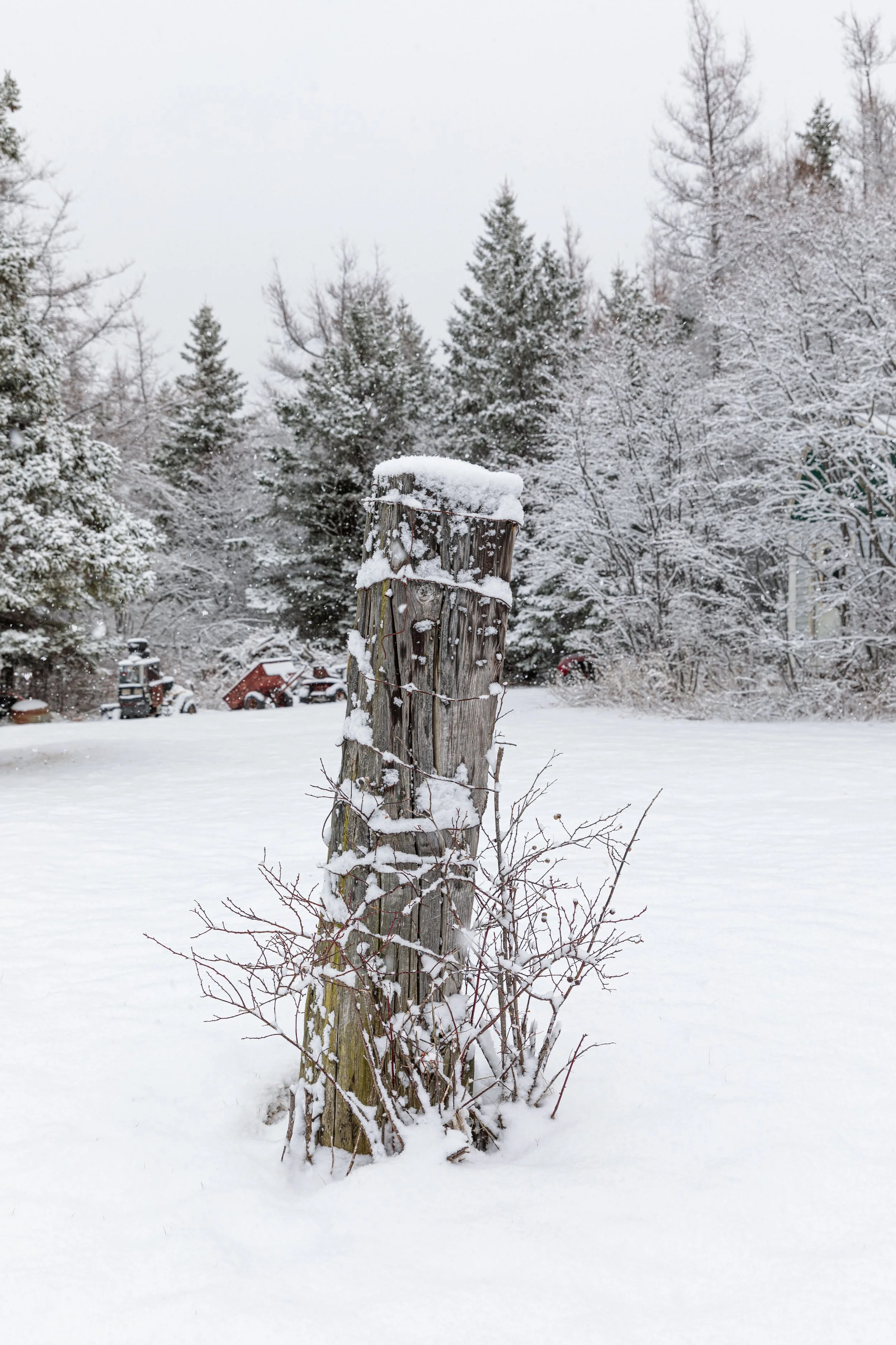 Late Spring Snow