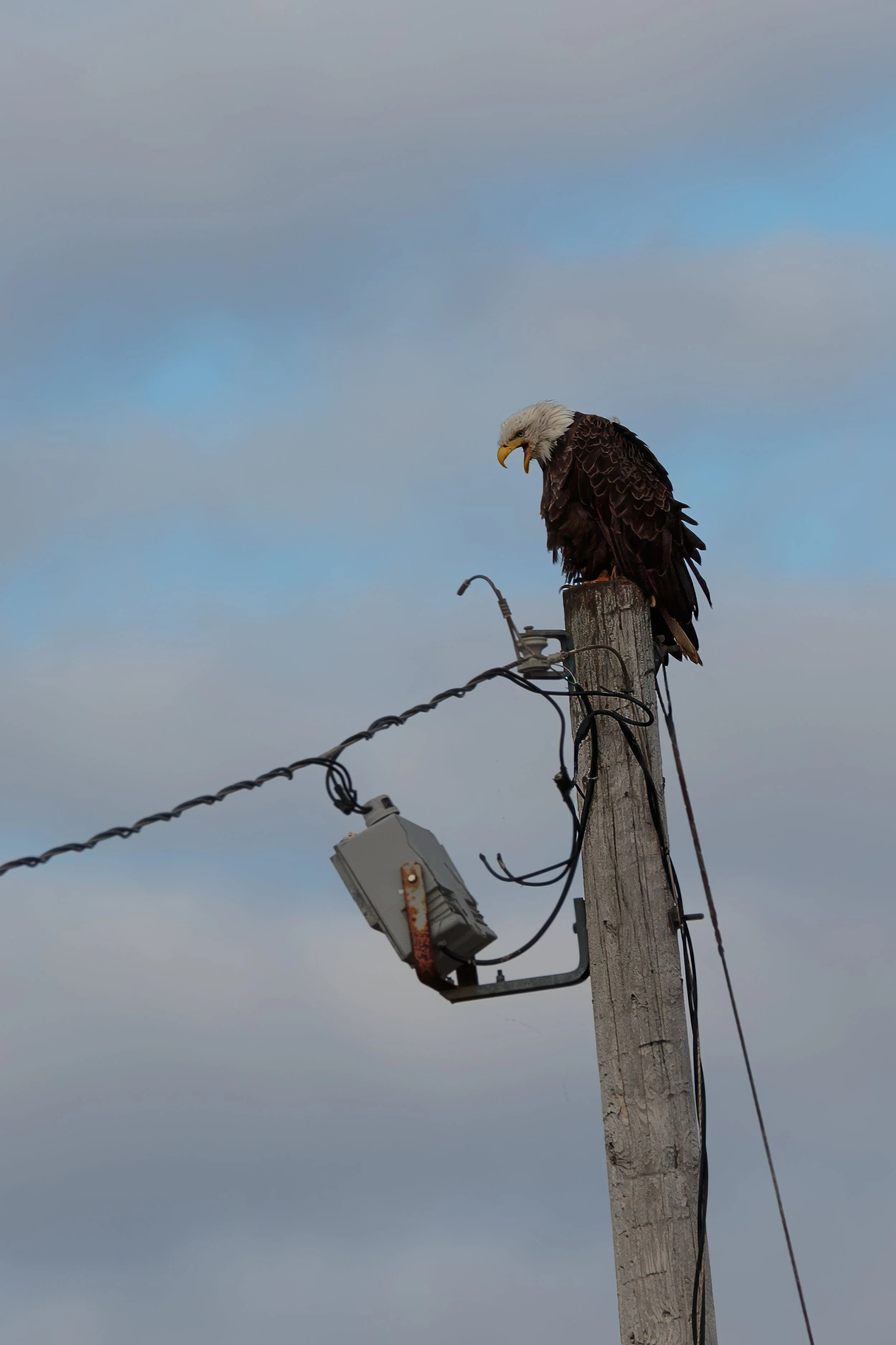 Eagles at Little Judique Harbour