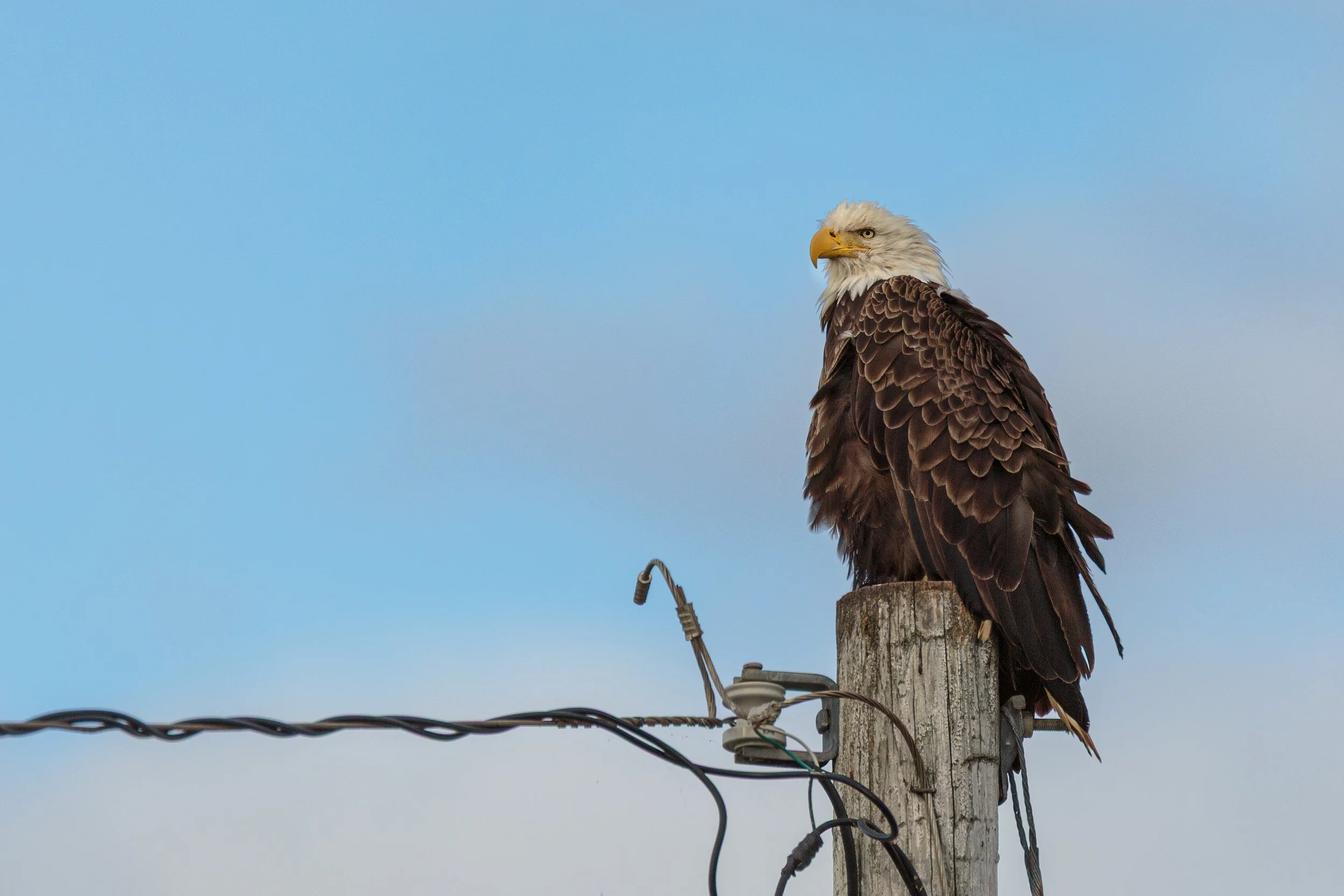 Eagles at Little Judique Harbour