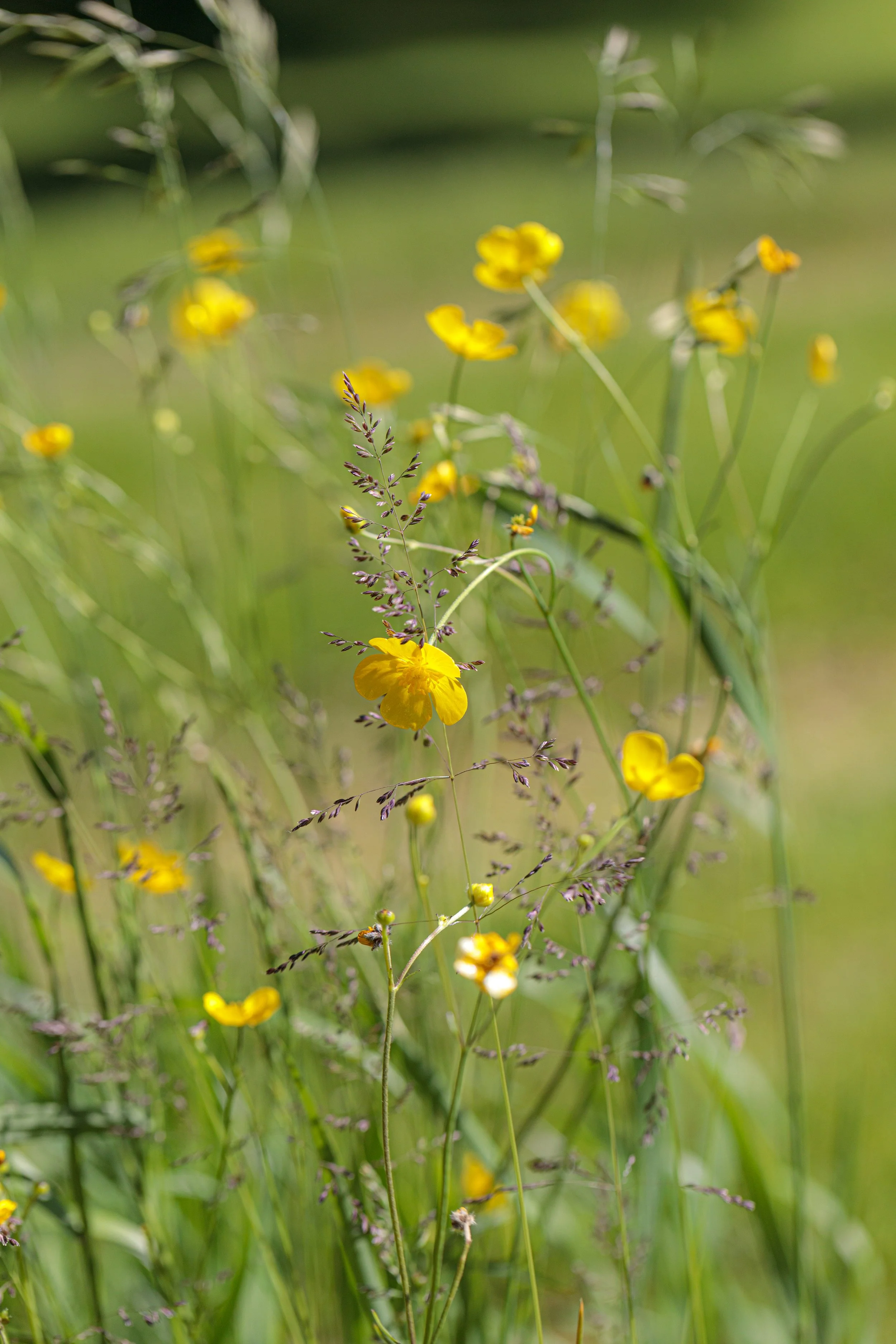 Summer Buttercups
