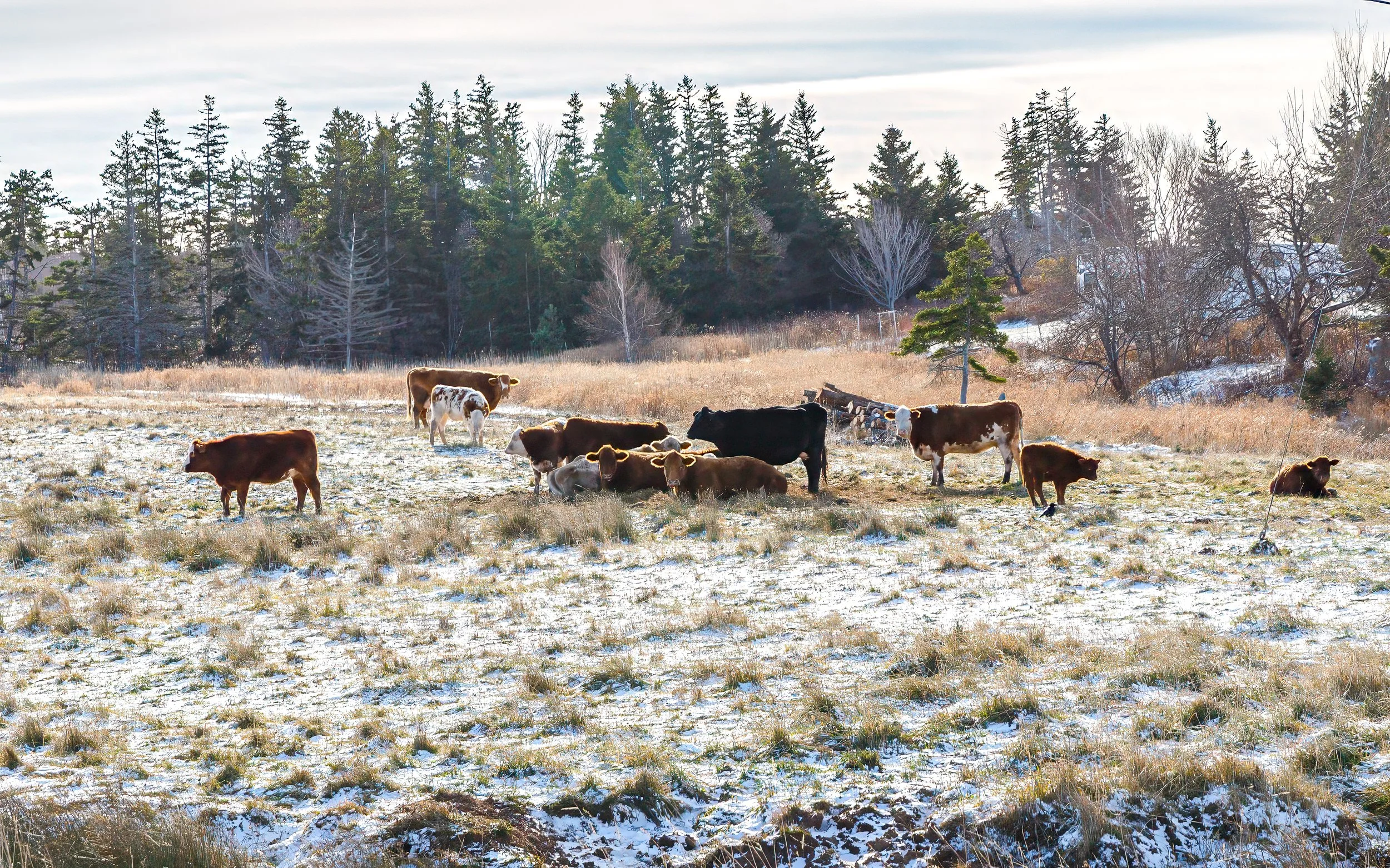 Along Colindale Road
