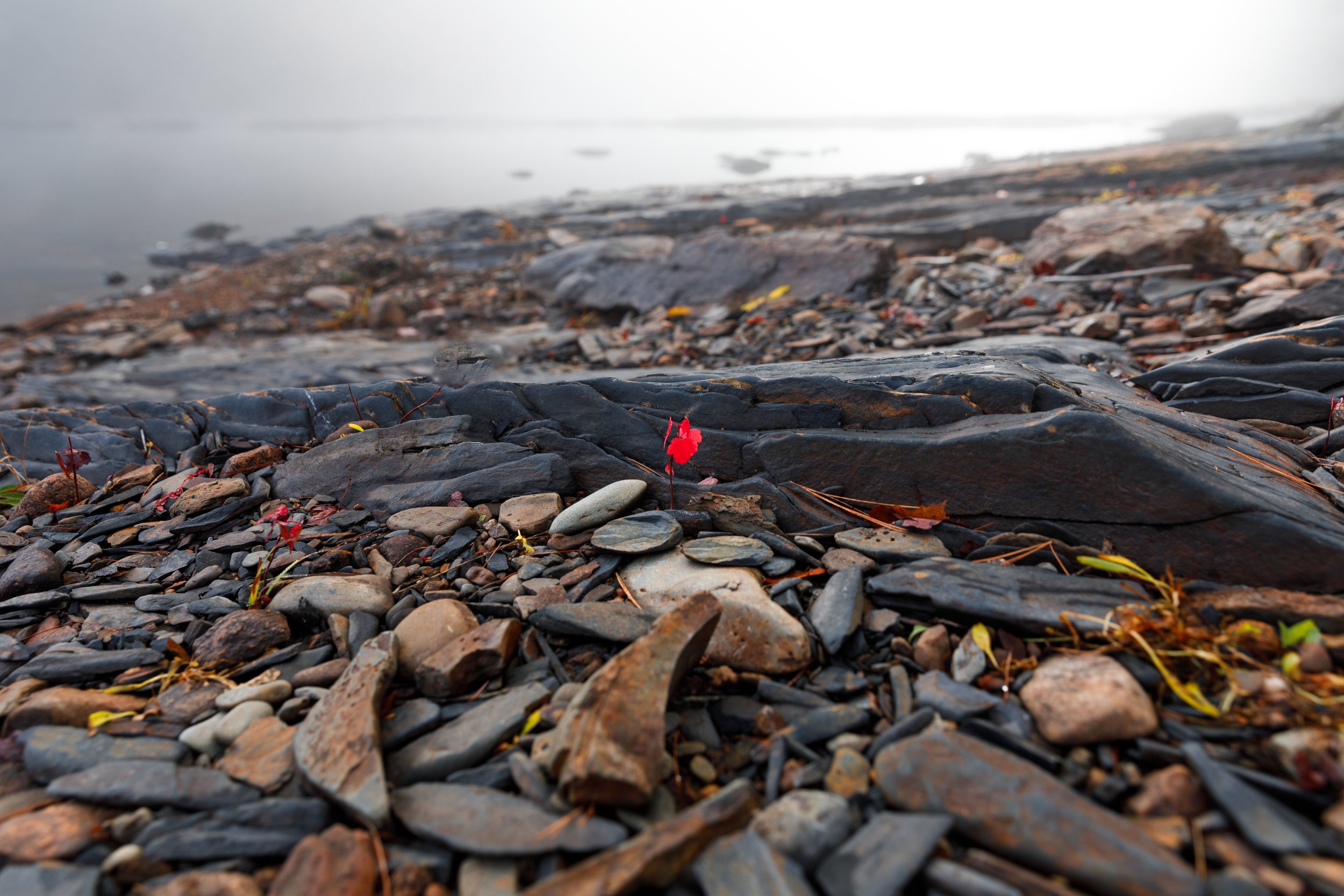 Misty Morning - LaHave River