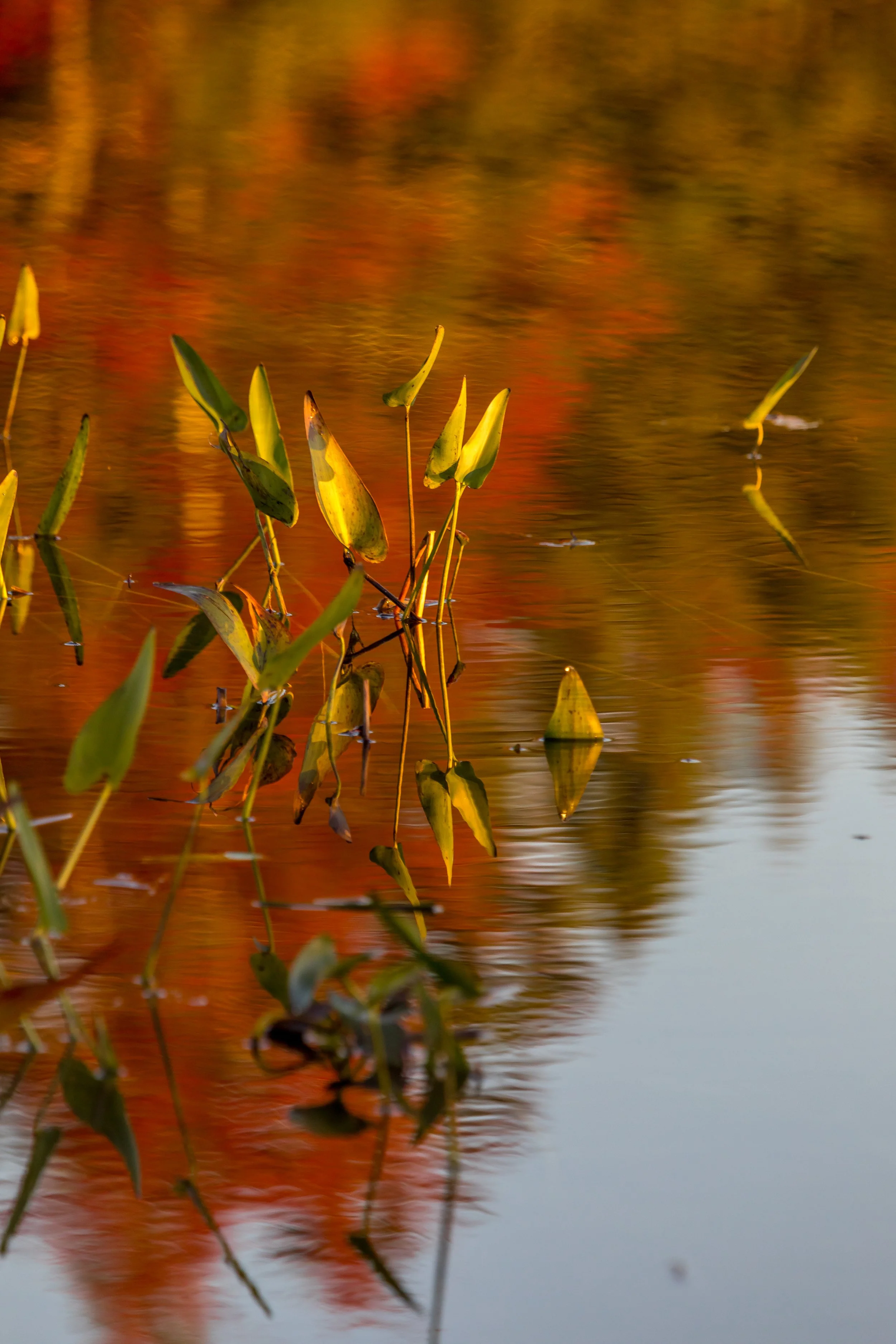 Pernette's Lake, NS