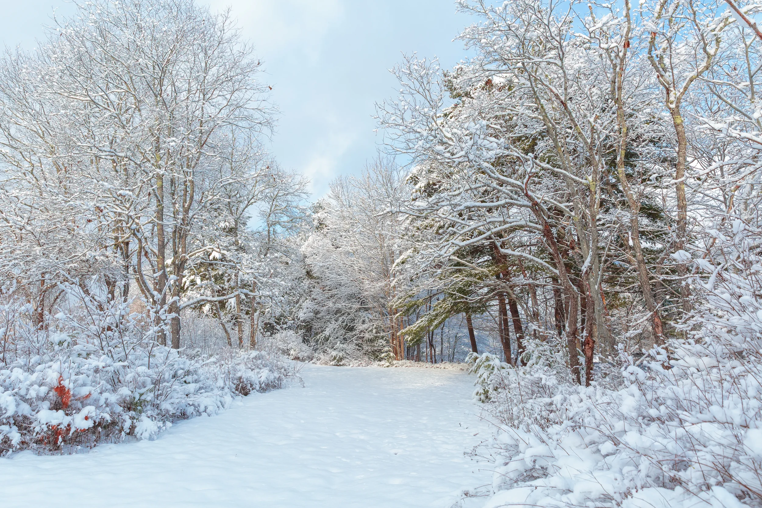 Banks of LaHave River After Snow