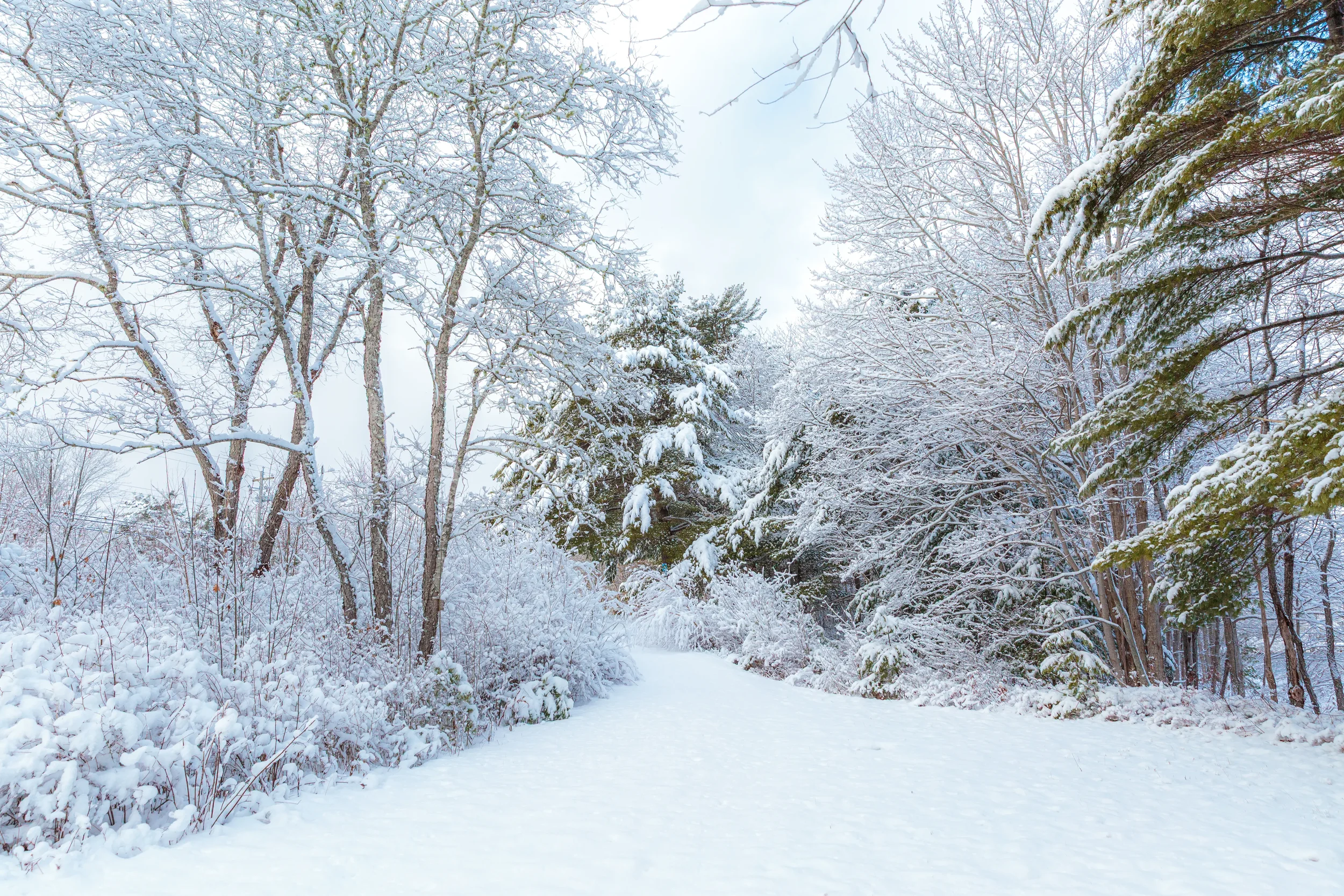 Banks of LaHave River After Snow