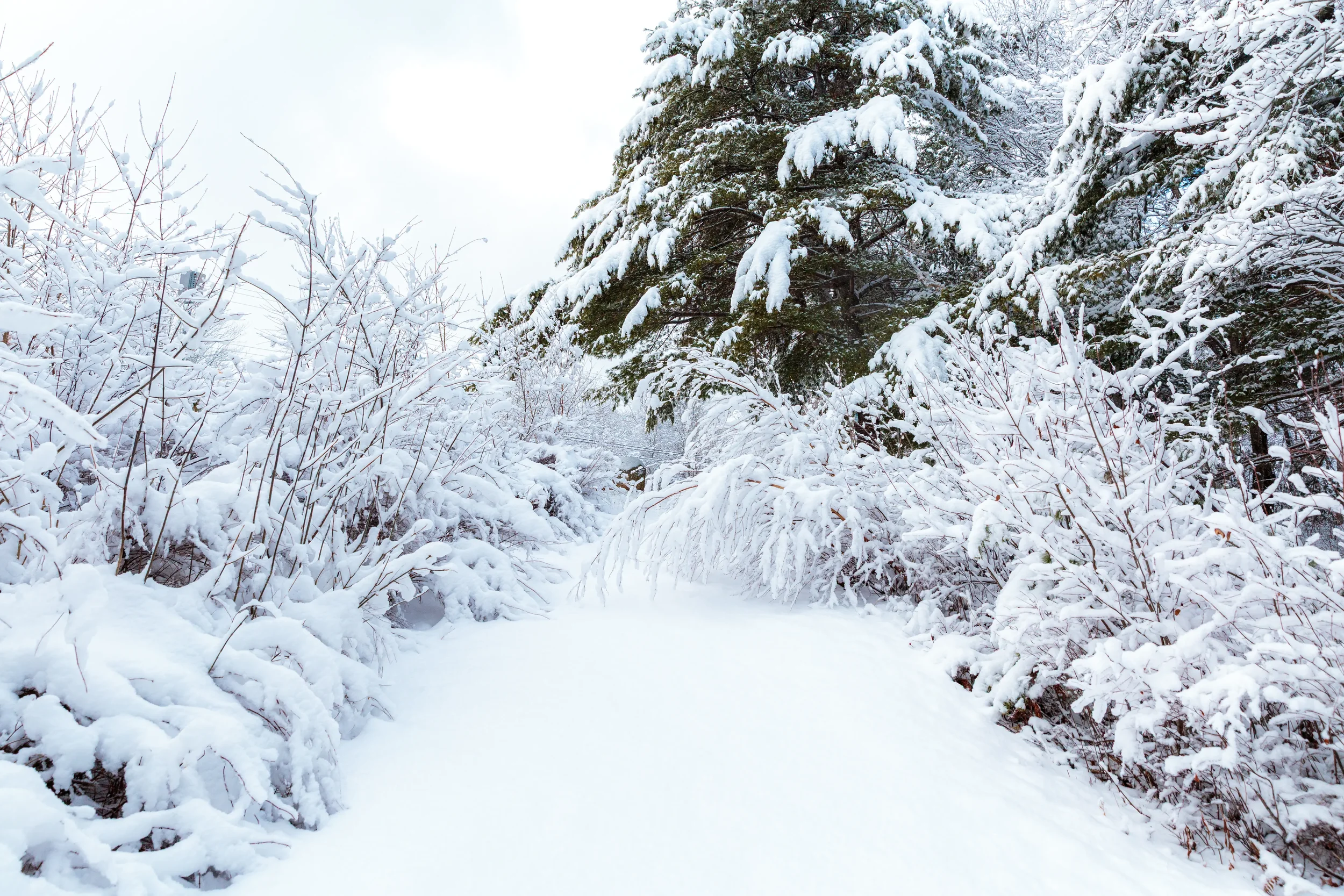 Banks of LaHave River After Snow