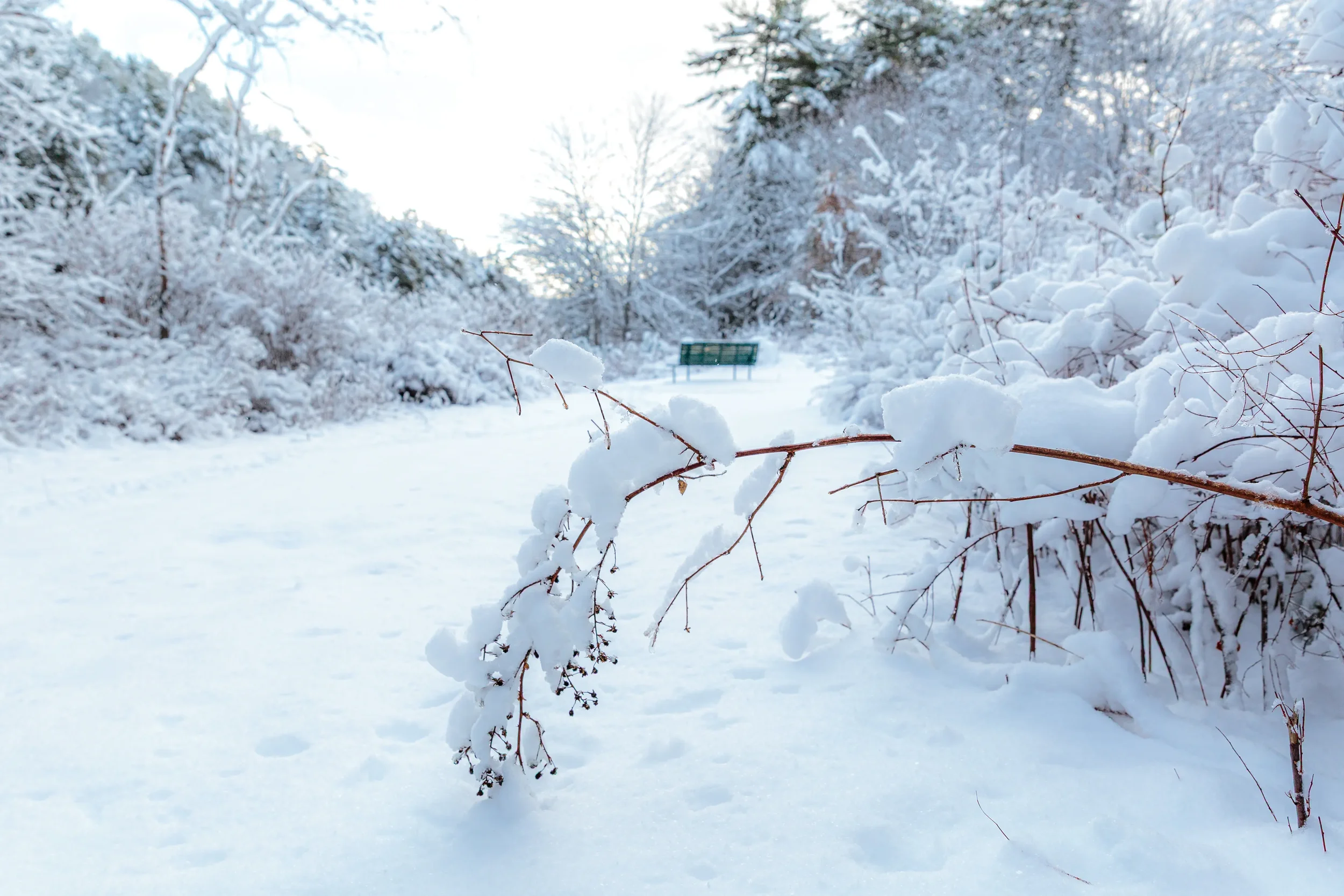 Banks of LaHave River After Snow