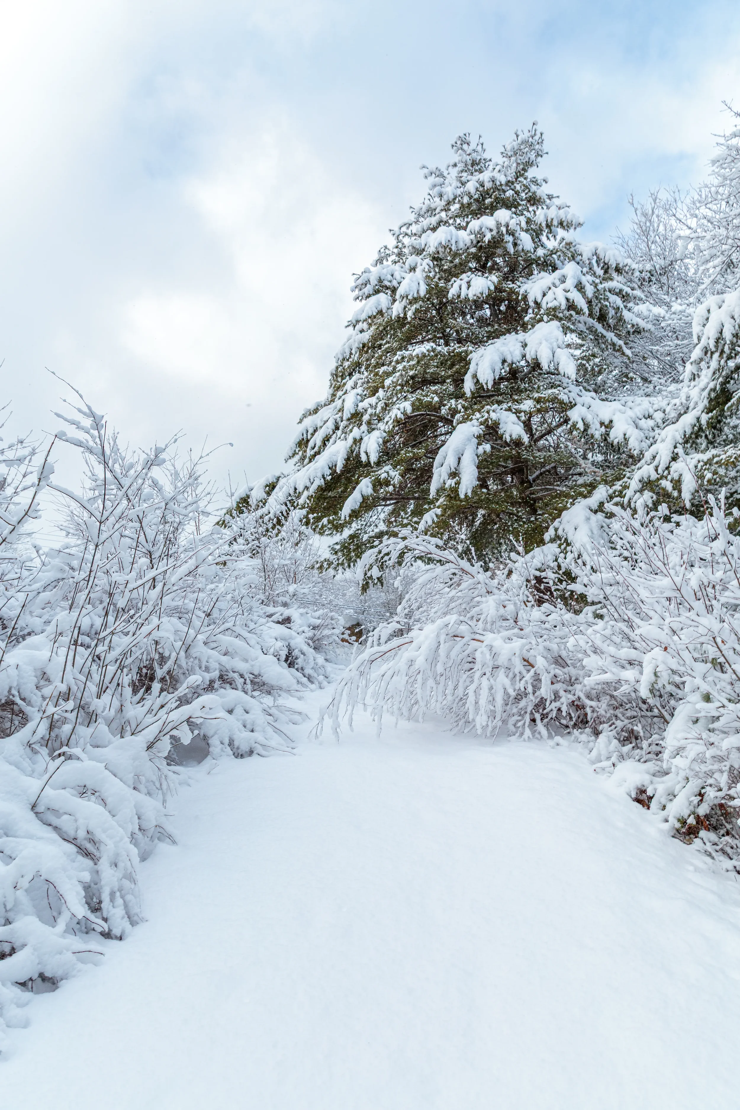 Banks of LaHave River After Snow