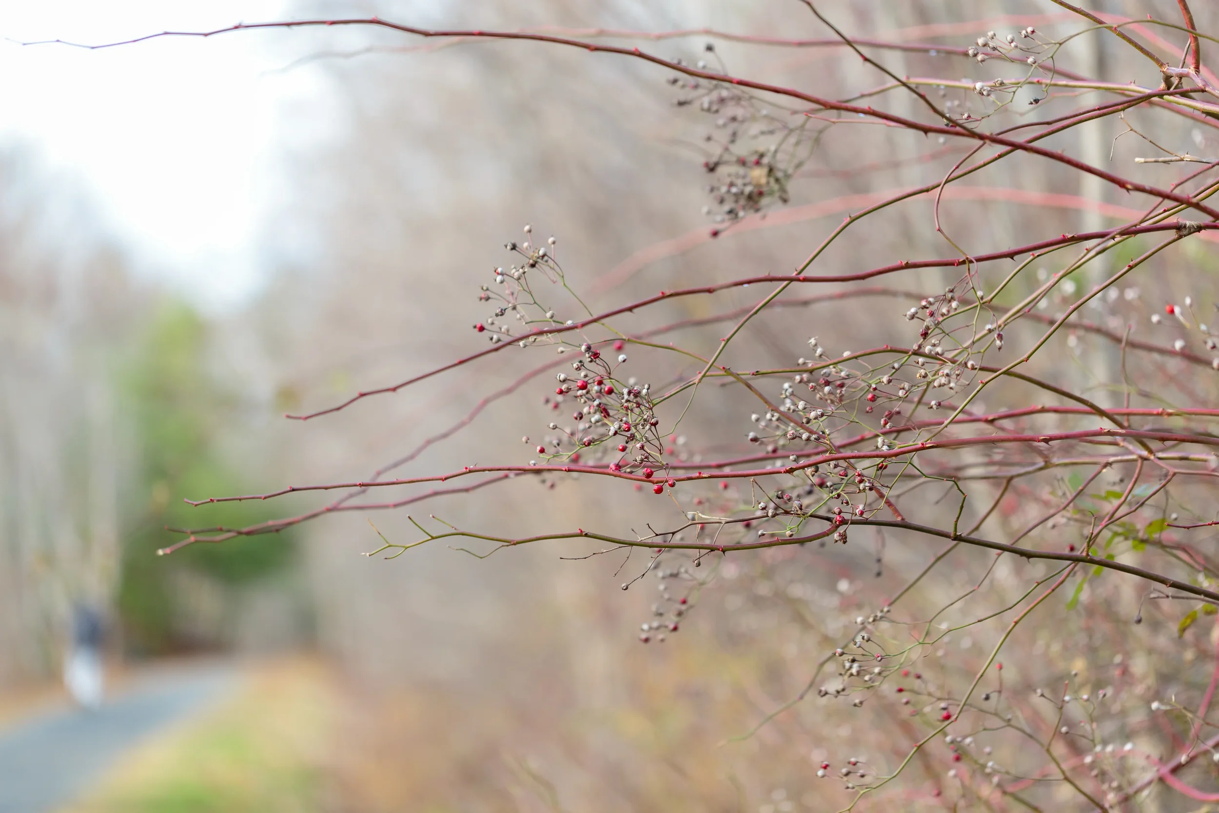 Centennial Trail, Bridgewater, NS