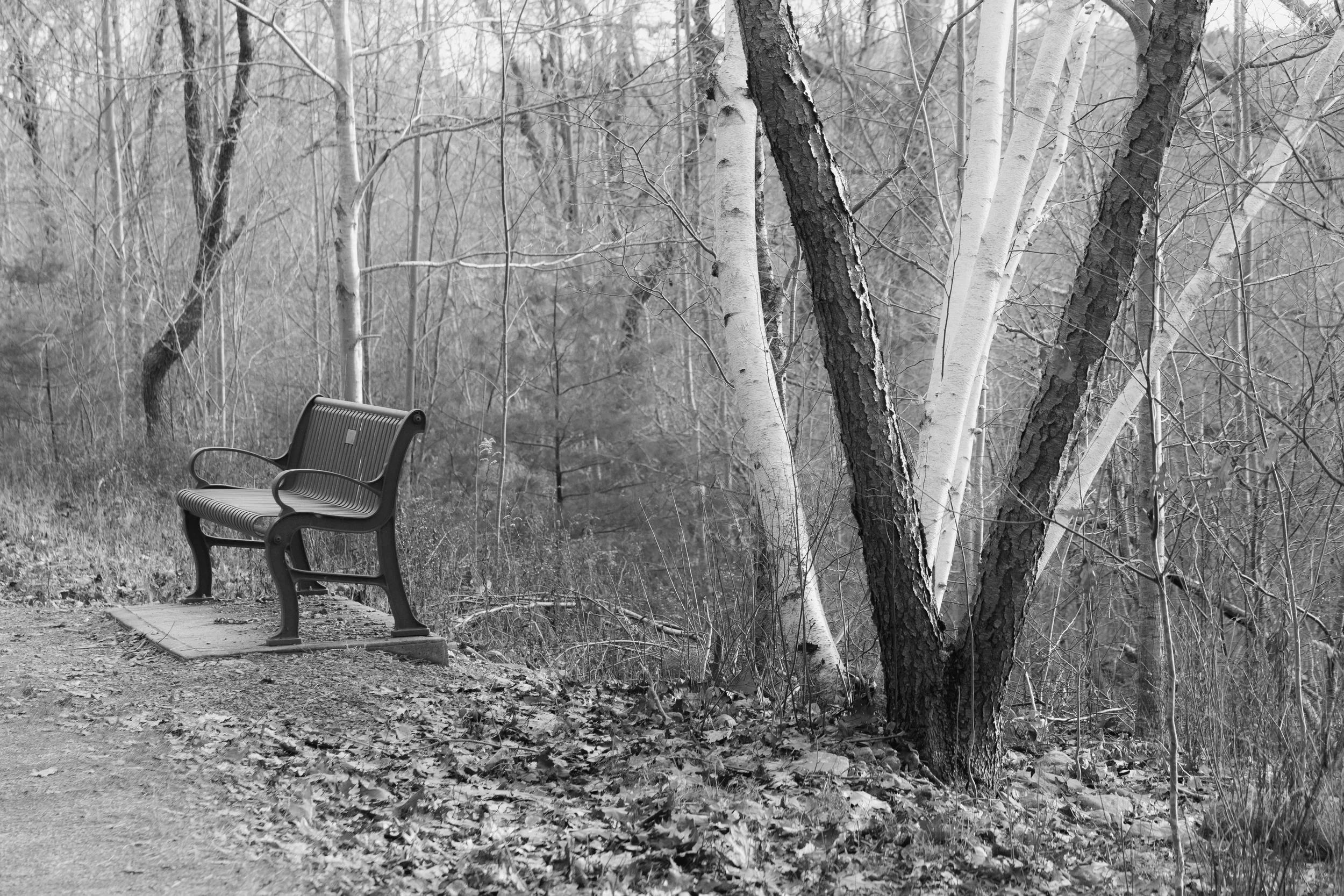 Centennial Trail, Bridgewater, NS