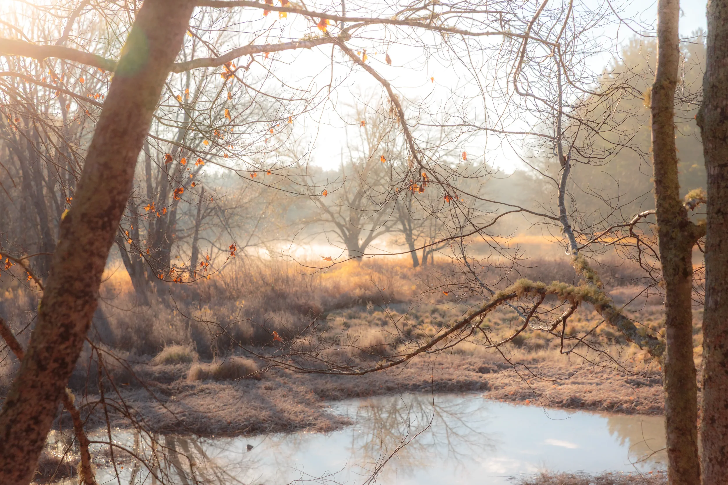 Morning Along the  LaHave River