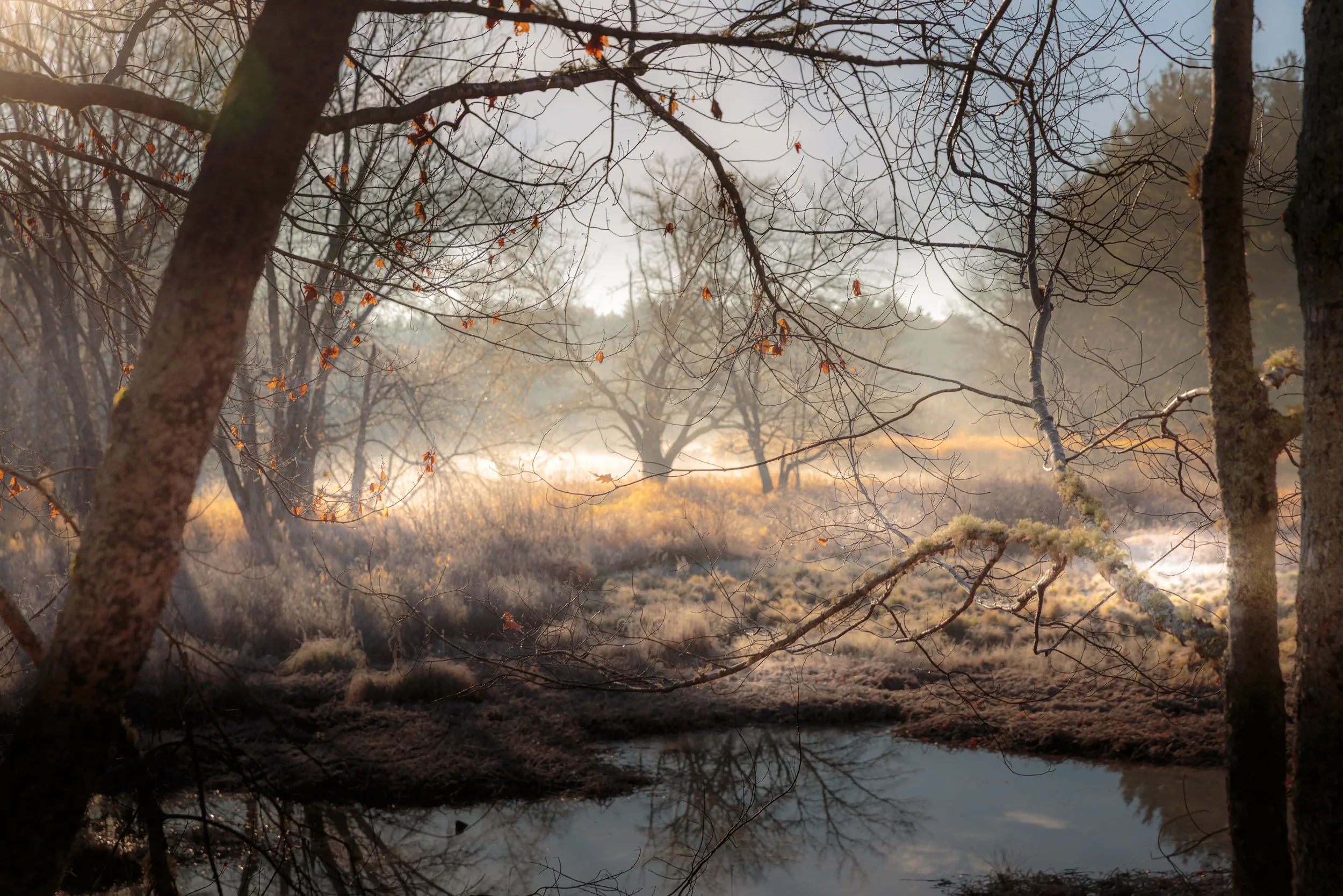 Morning Along the  LaHave River