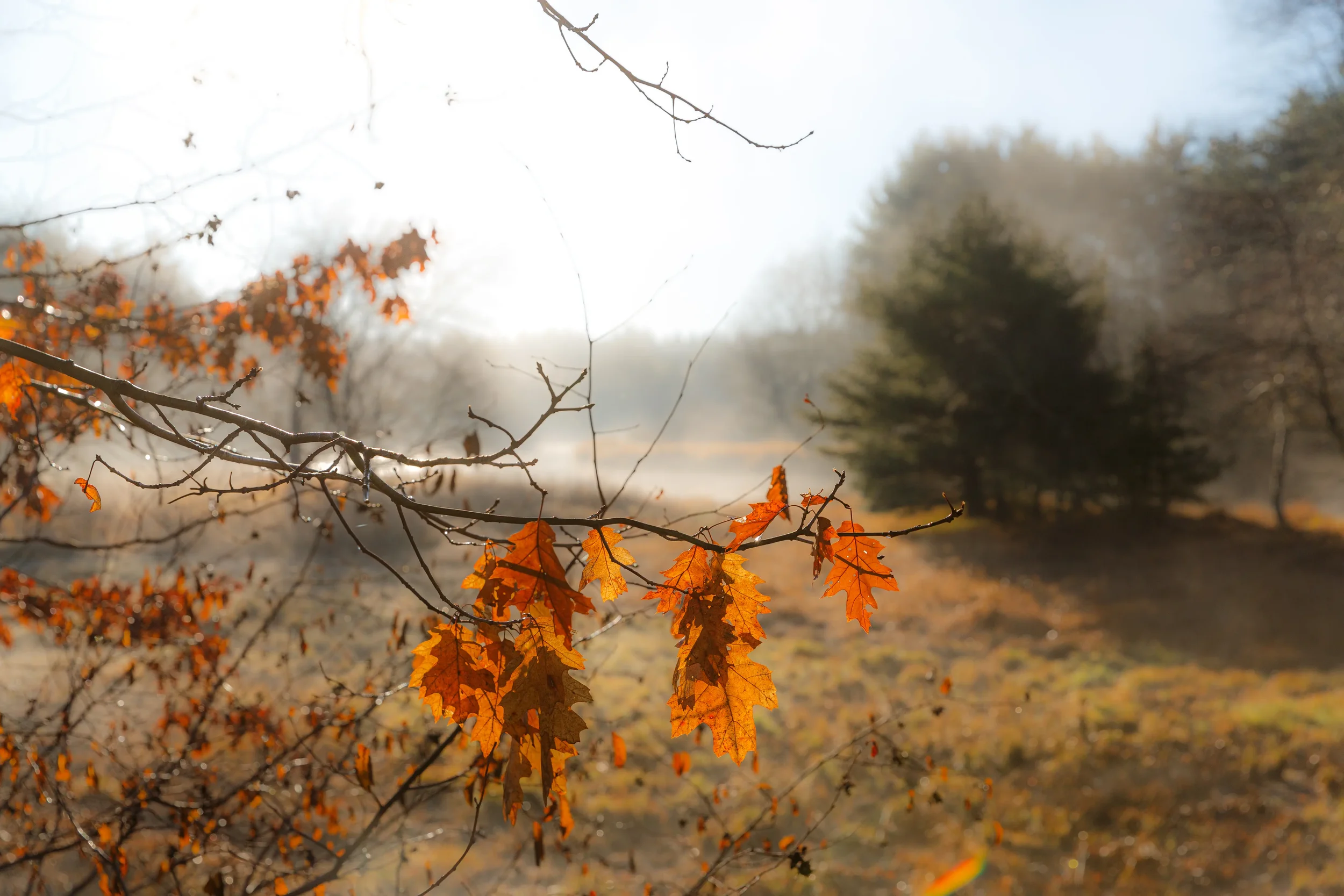 Morning Along the  LaHave River