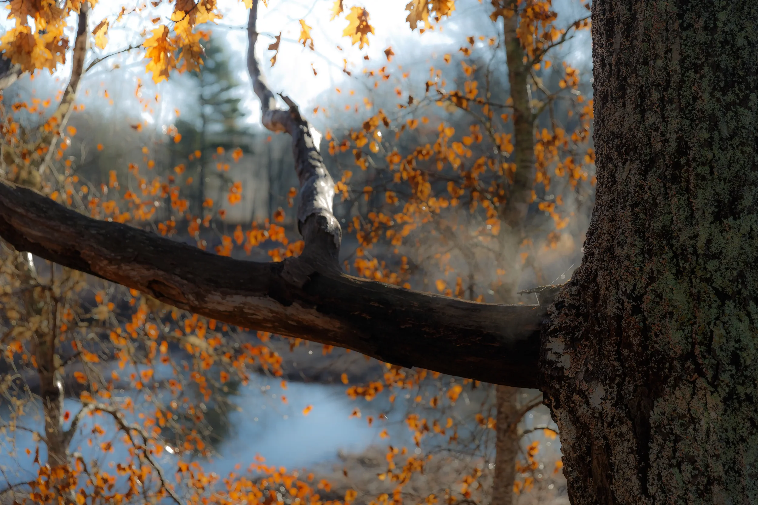 Morning Along the  LaHave River