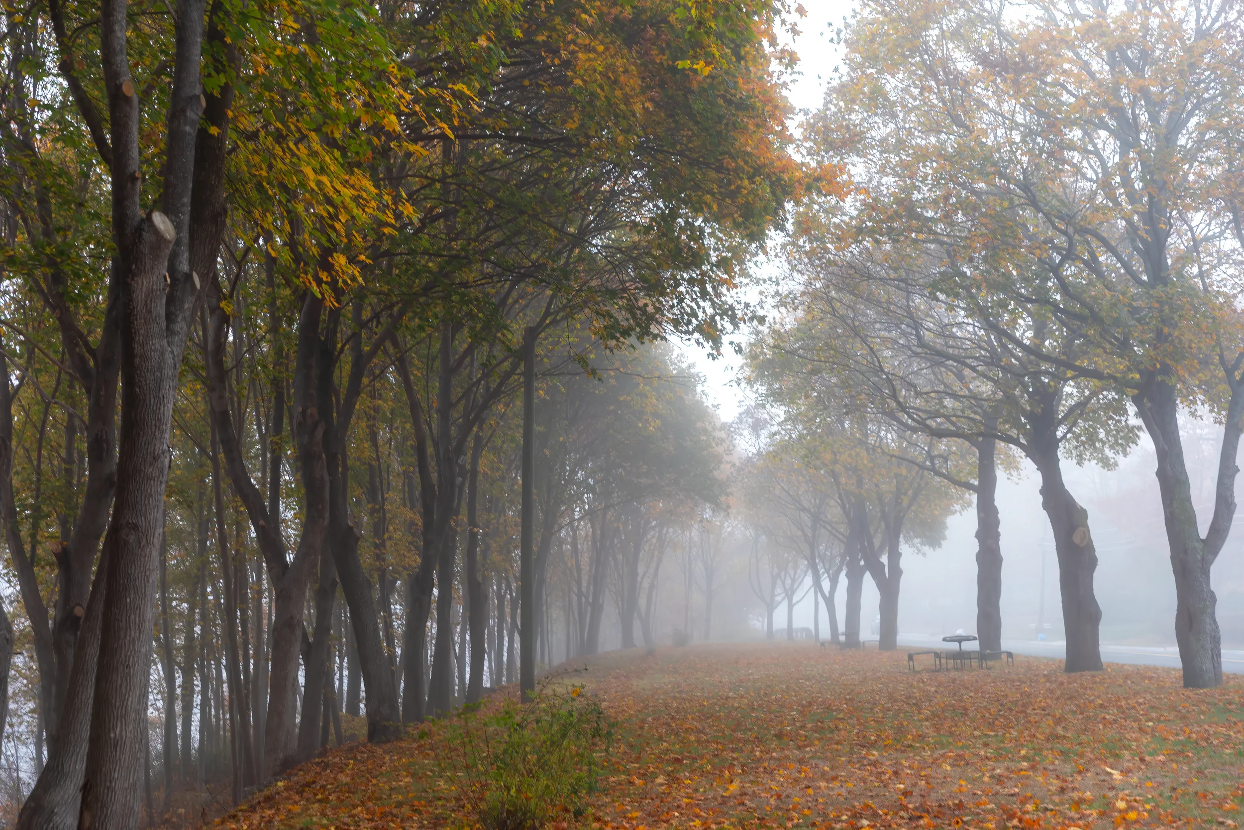 Morning Along the LaHave River