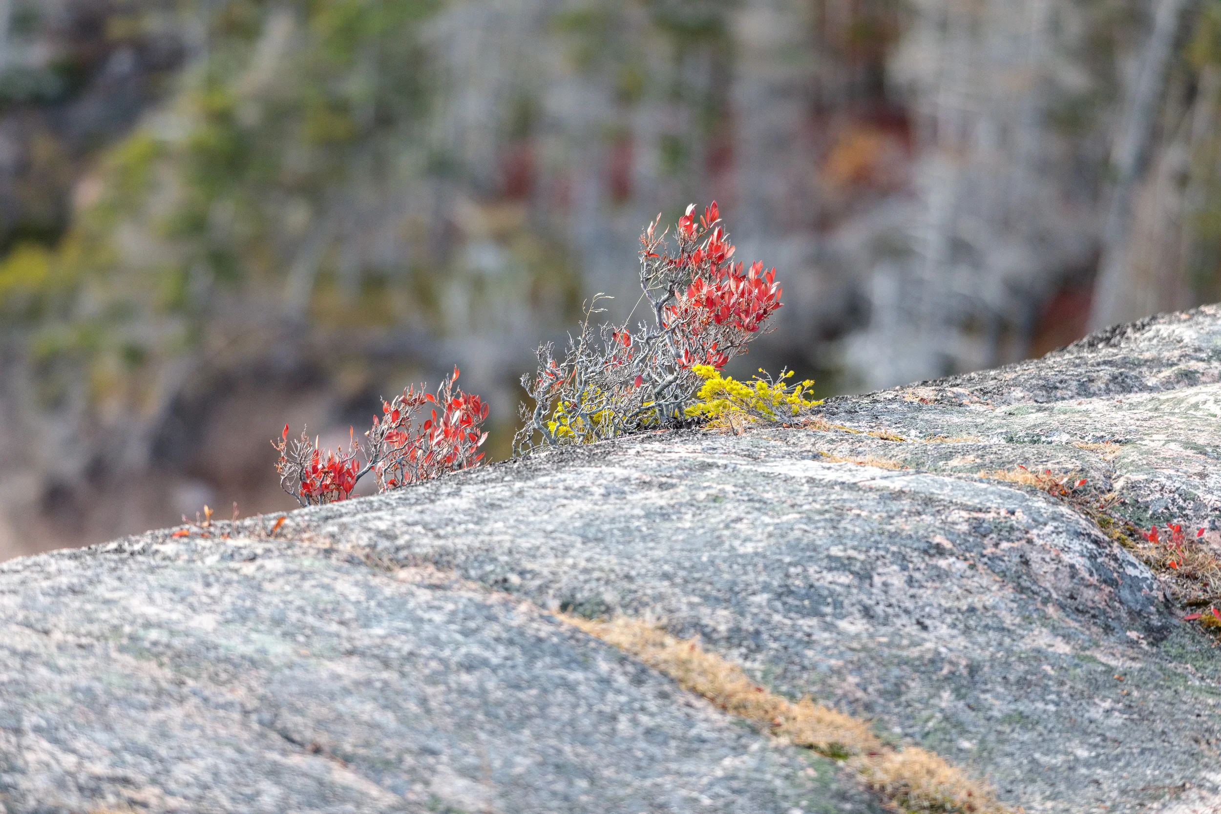Jack Pine Trail, NS
